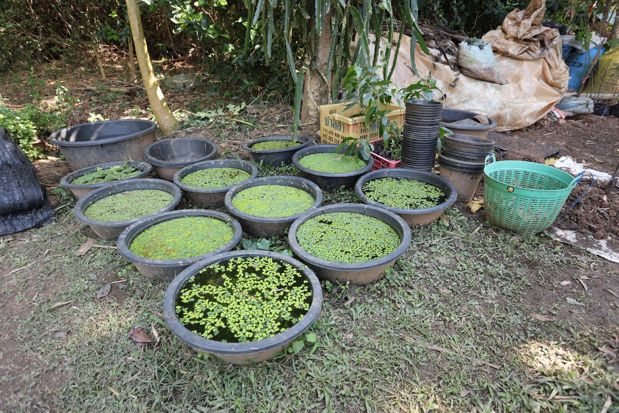 title - กพม. ติดตามผล Smart Farmer แม่สิน จ.สุโขทัย