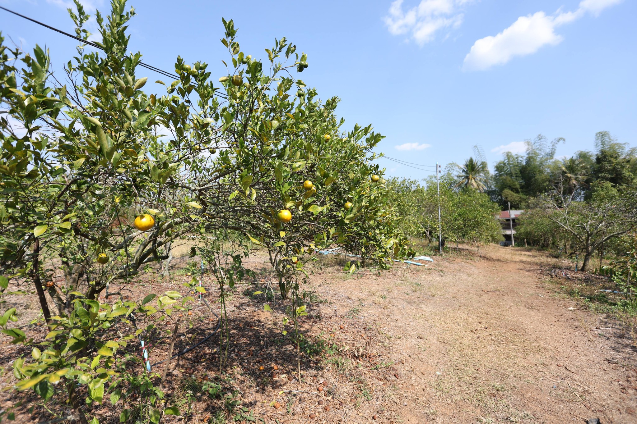 title - กพม. ติดตามผล Smart Farmer แม่สิน จ.สุโขทัย