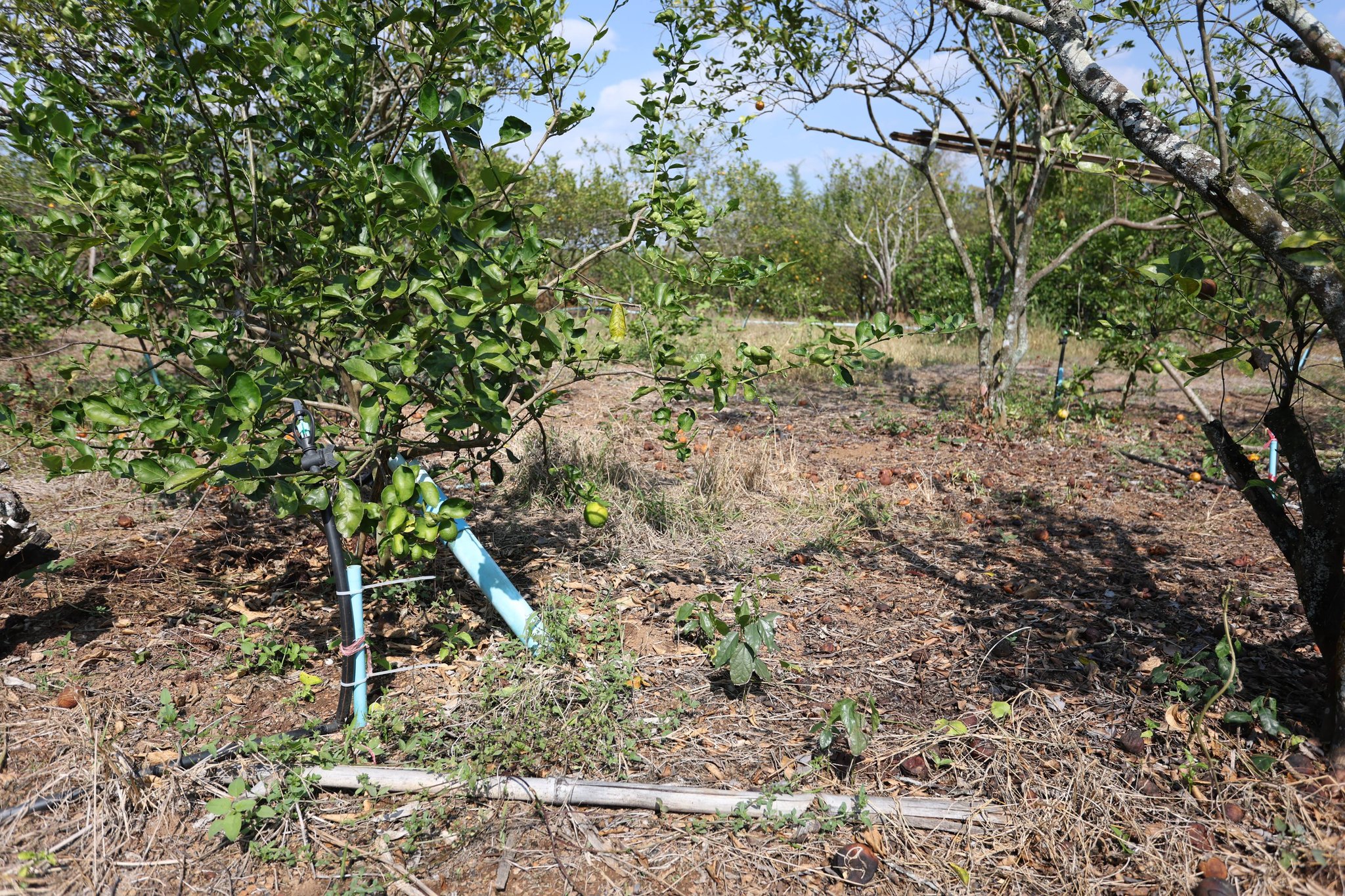 title - กพม. ติดตามผล Smart Farmer แม่สิน จ.สุโขทัย