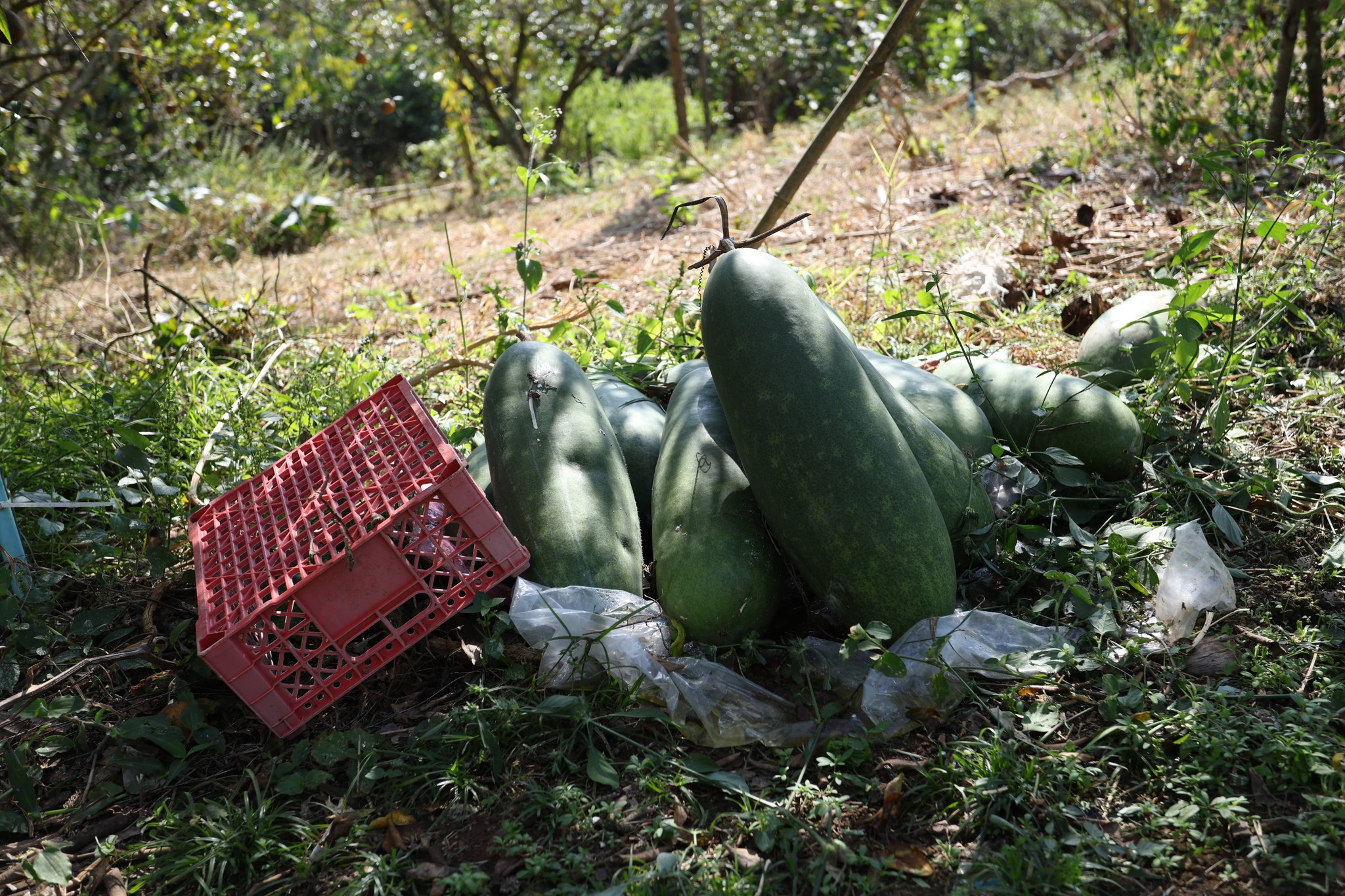 title - กพม. ติดตามผล Smart Farmer แม่สิน จ.สุโขทัย