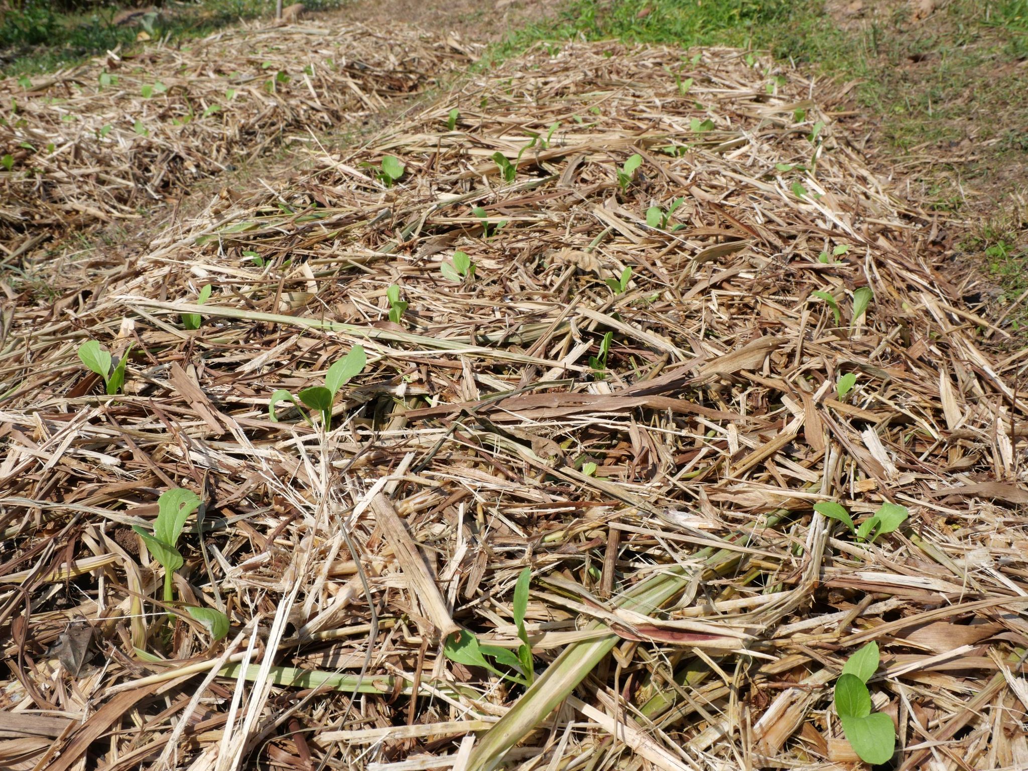title - กพม. ติดตามผล Smart Farmer แม่สิน จ.สุโขทัย