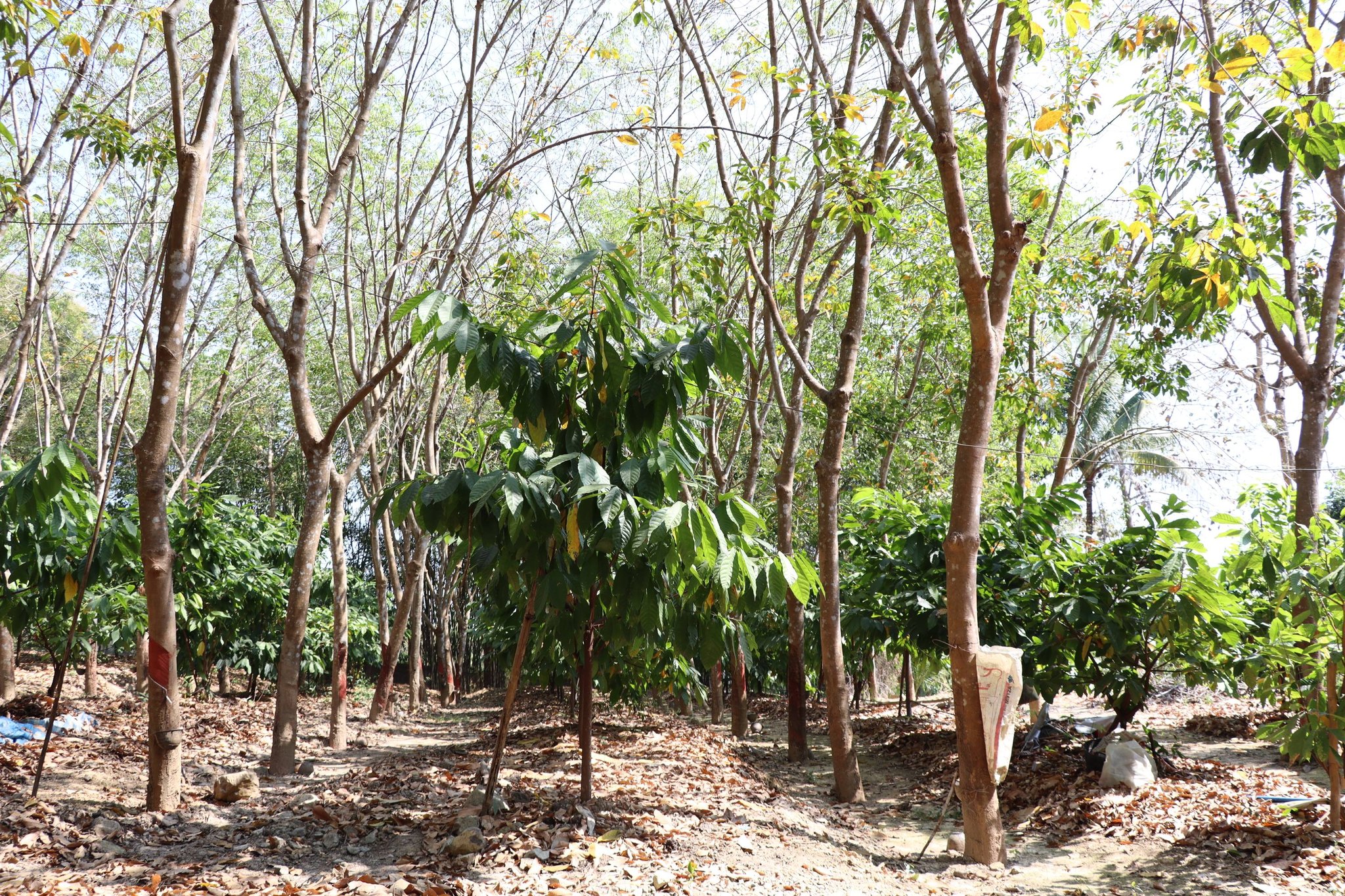 title - กพก. ติดตามการดำเนินงานโครงการระบบส่งเสริมเกษตรแปลงใหญ่ลำไย อ.เทิง จ.เชียงราย