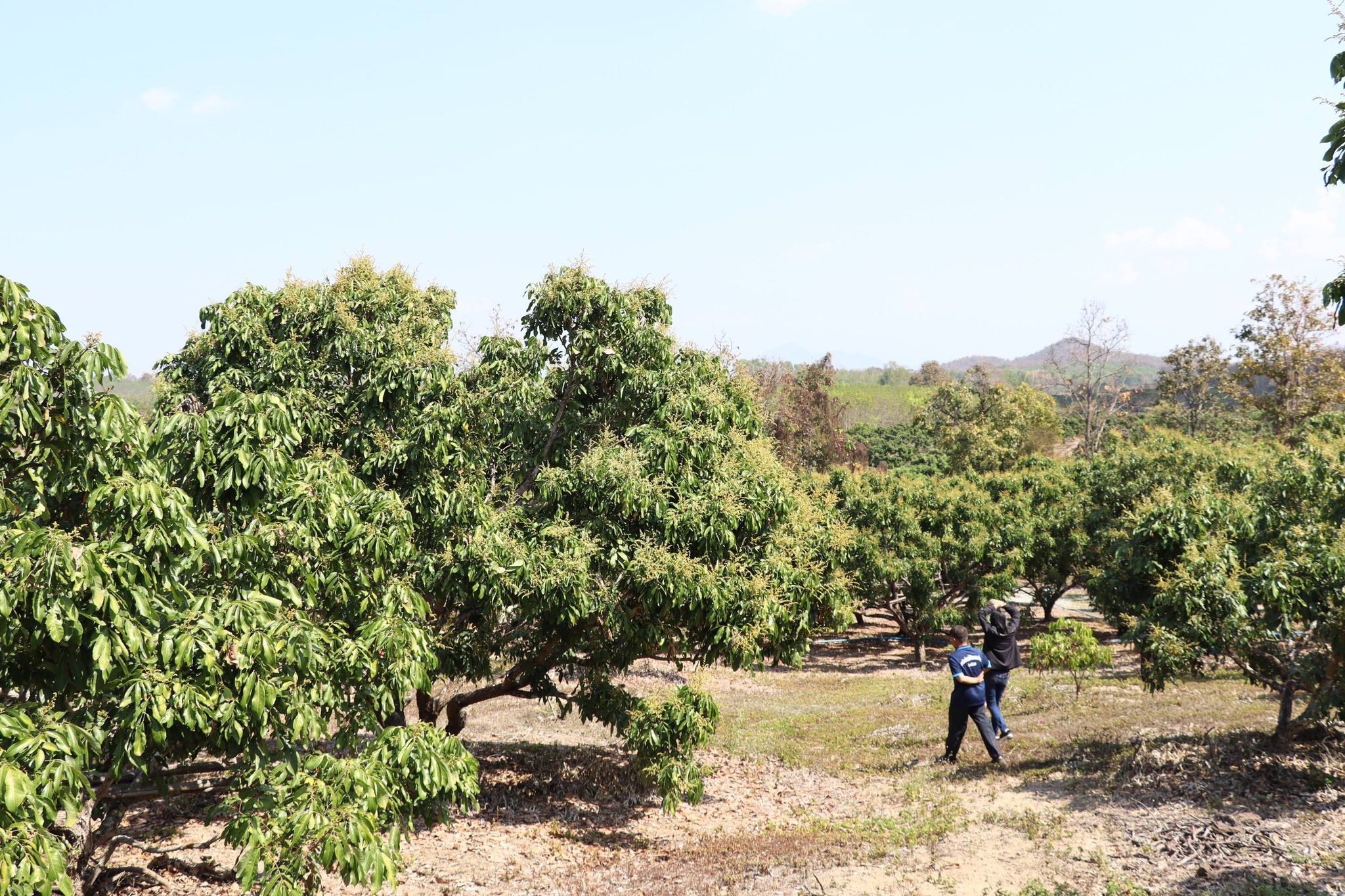 title - กพก. ติดตามการดำเนินงานโครงการระบบส่งเสริมเกษตรแปลงใหญ่ลำไย อ.เทิง จ.เชียงราย