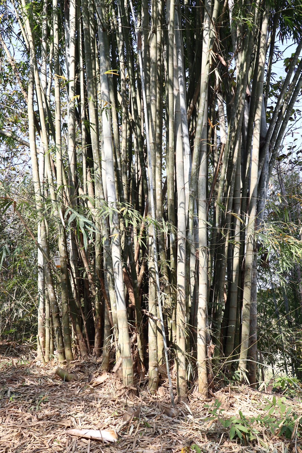 title - กพก. ติดตามผลการดำเนินงานและการใช้ครุภัณฑ์ของเกษตรกรแปลงใหญ่ไผ่ บ้านยู้ ต.จอมพระ อ.ท่าวังผา จ.น่าน