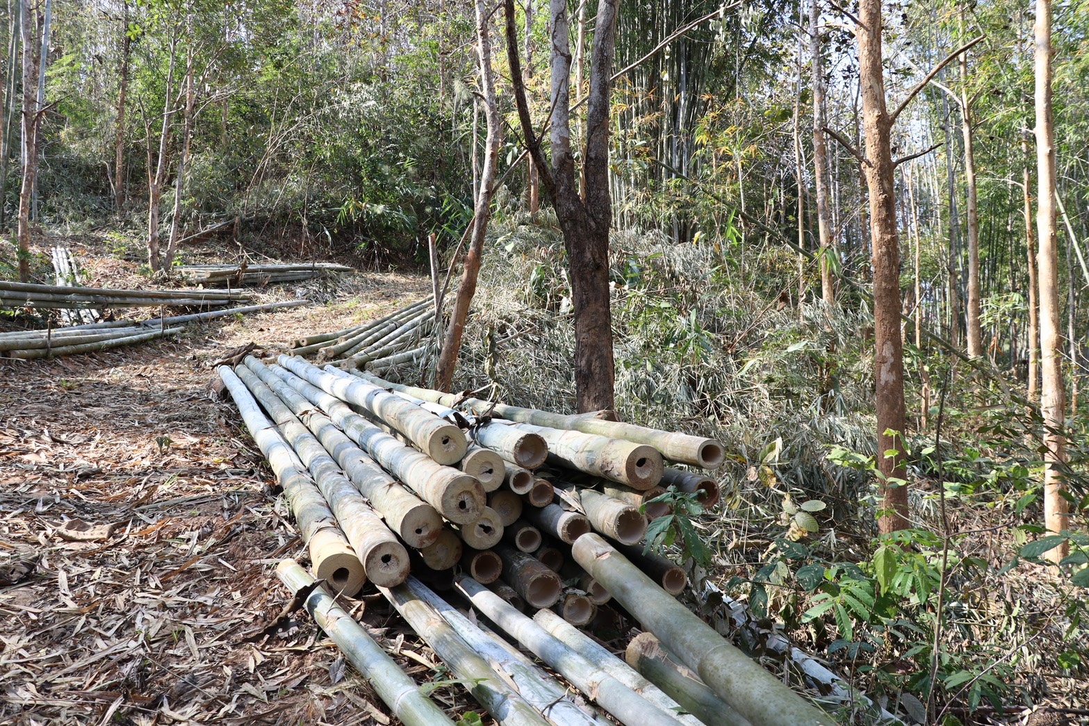 title - กพก. ติดตามผลการดำเนินงานและการใช้ครุภัณฑ์ของเกษตรกรแปลงใหญ่ไผ่ บ้านยู้ ต.จอมพระ อ.ท่าวังผา จ.น่าน