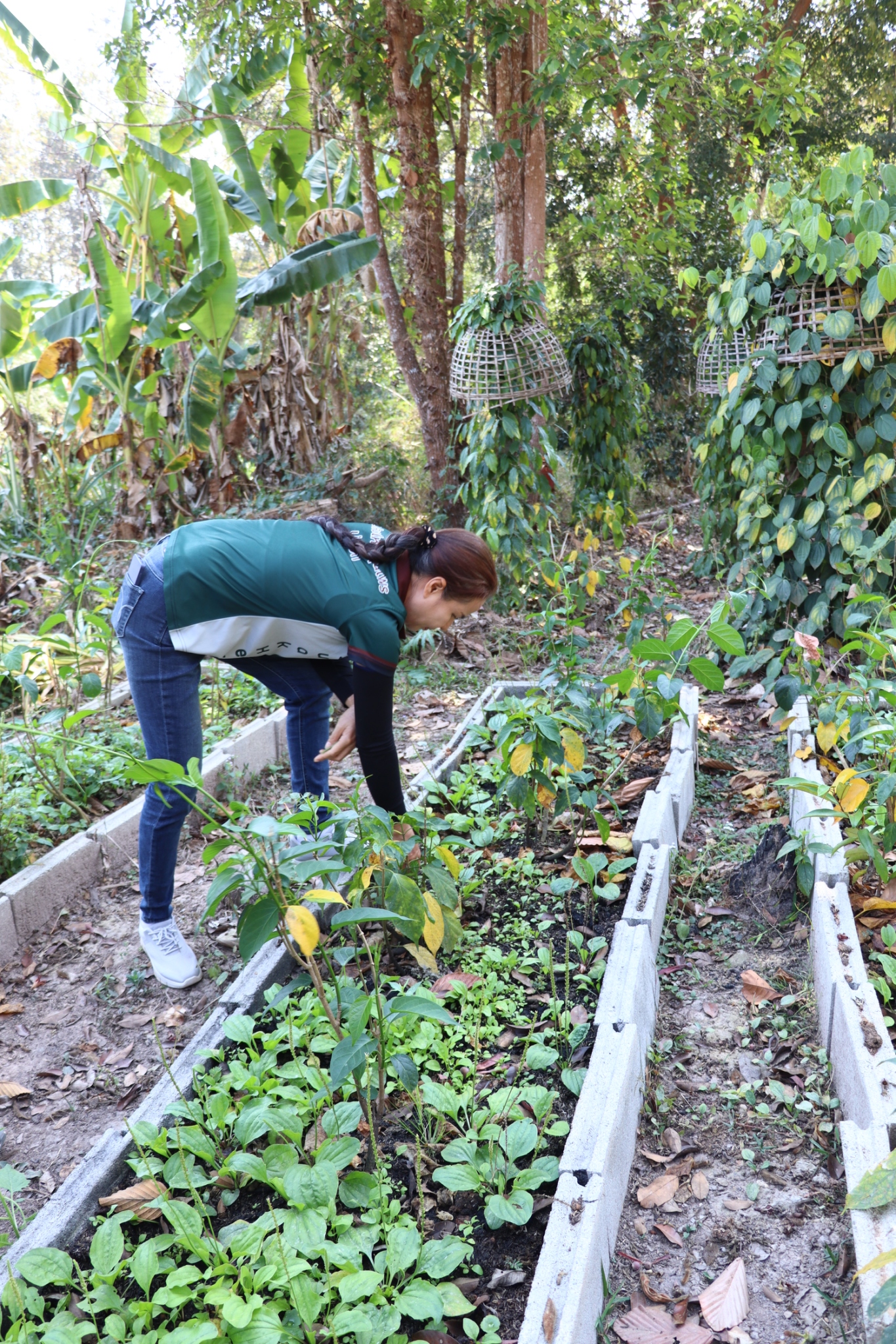 title - กพก. ติดตามการดำเนินงานกลุ่มสมุนไพรแปลงใหญ่ บ่อสวกเฮิร์บ ต.บ่อสวก จ.น่าน