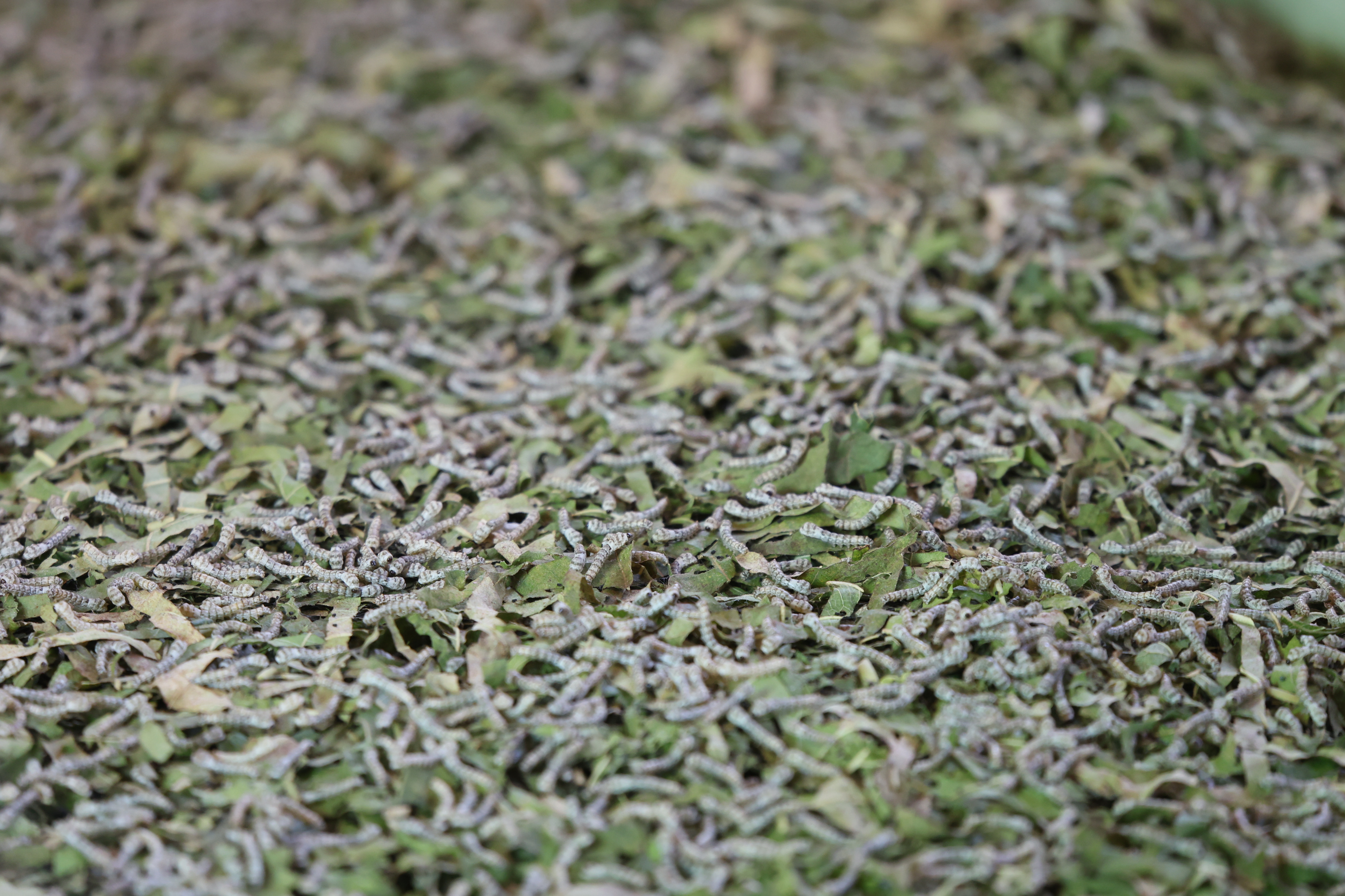 title - เกษตรกรผู้นำ คทช. ส.ป.ก. ลงพื้นที่ดูงานที่สหกรณ์ คทช. ดงกล้วย ถอดโมเดลความสำเร็จ