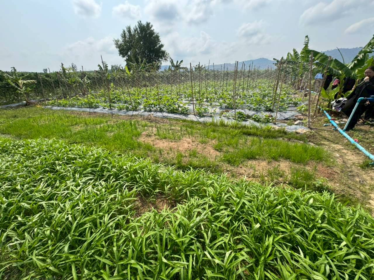 title - สพท. ร่วมคณะ ส.ป.ก. จับมือ TICA - GIZ ลงพื้นที่โครงการนำร่องระบบสูบน้ำพลังงานแสงอาทิตย์ คทช. จังหวัดชลบุรี