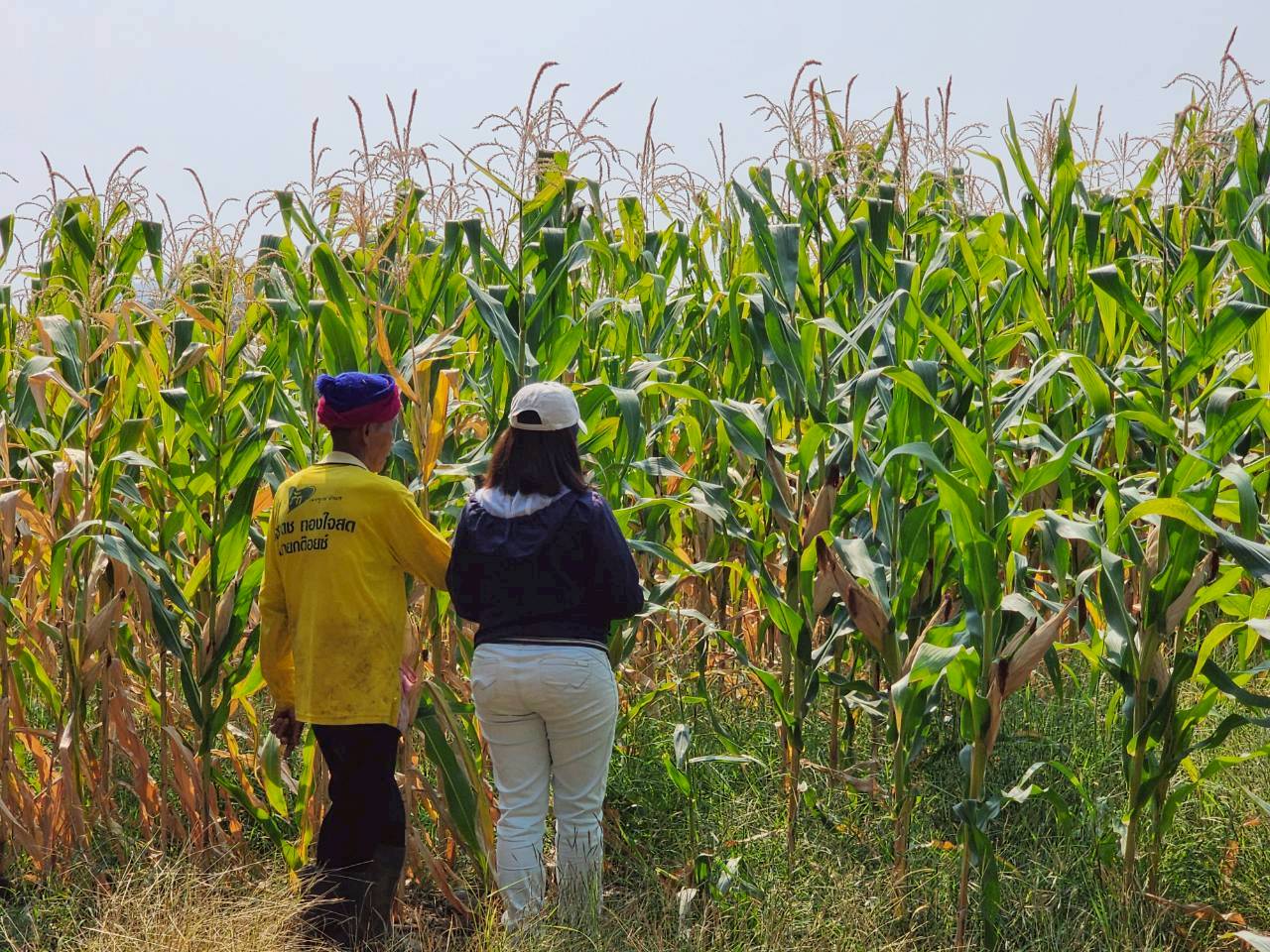 title - กพก. ลงพื้นที่ติดตามการดำเนินงานแปลงใหญ่ข้าวโพดเลี้ยงสัตว์ ต.ยางงาม อ.หนองไผ่ จ.เพชรบูรณ์