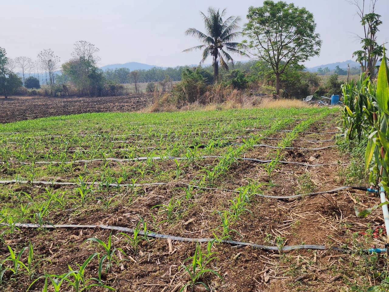 title - กพก. ลงพื้นที่ติดตามการดำเนินงานแปลงใหญ่ข้าวโพดเลี้ยงสัตว์ ต.ยางงาม อ.หนองไผ่ จ.เพชรบูรณ์
