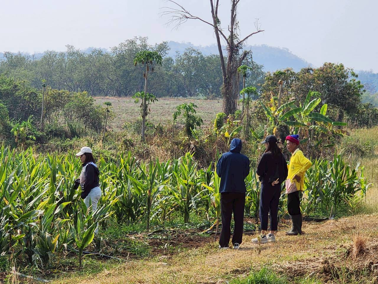 title - กพก. ลงพื้นที่ติดตามการดำเนินงานแปลงใหญ่ข้าวโพดเลี้ยงสัตว์ ต.ยางงาม อ.หนองไผ่ จ.เพชรบูรณ์