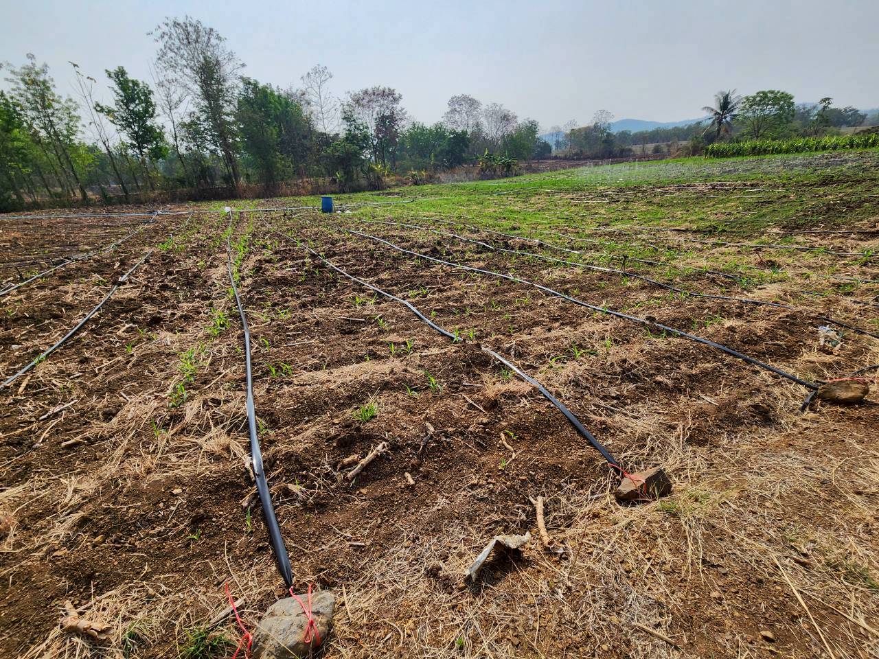 title - กพก. ลงพื้นที่ติดตามการดำเนินงานแปลงใหญ่ข้าวโพดเลี้ยงสัตว์ ต.ยางงาม อ.หนองไผ่ จ.เพชรบูรณ์