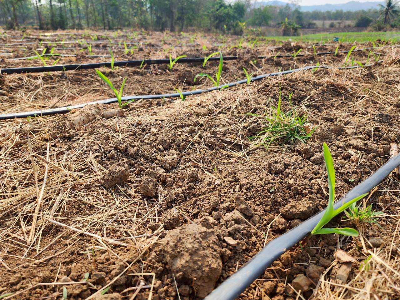 title - กพก. ลงพื้นที่ติดตามการดำเนินงานแปลงใหญ่ข้าวโพดเลี้ยงสัตว์ ต.ยางงาม อ.หนองไผ่ จ.เพชรบูรณ์