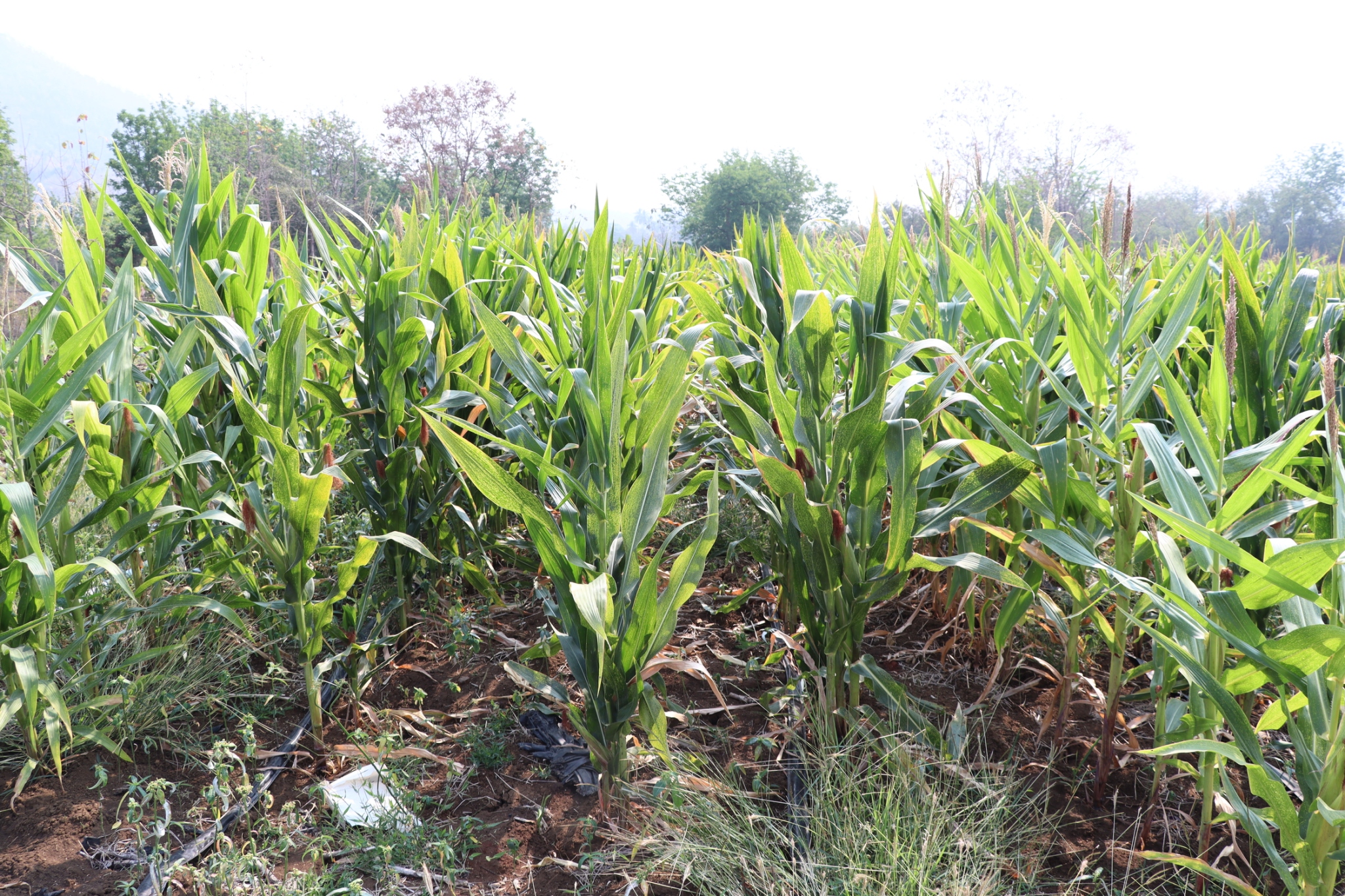 title - กพก. ลงพื้นที่ติดตามการดำเนินงานแปลงใหญ่ข้าวโพดเลี้ยงสัตว์ ต.ยางงาม อ.หนองไผ่ จ.เพชรบูรณ์