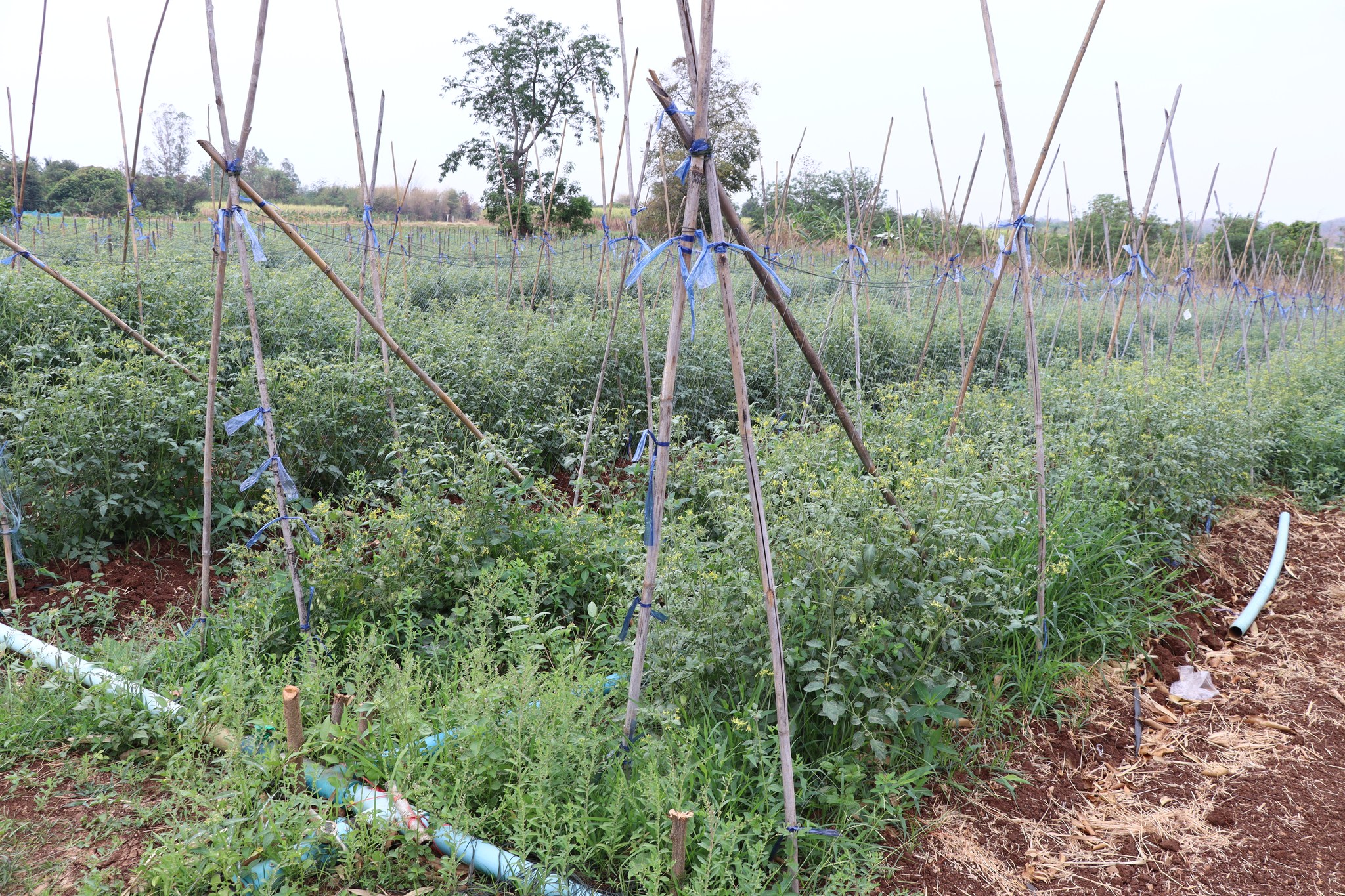 title - กพก. ลงพื้นที่แปลงใหญ่ผัก ต.หนองย่างทอย อ.ศรีเทพ จ.เพชรบูรณ์