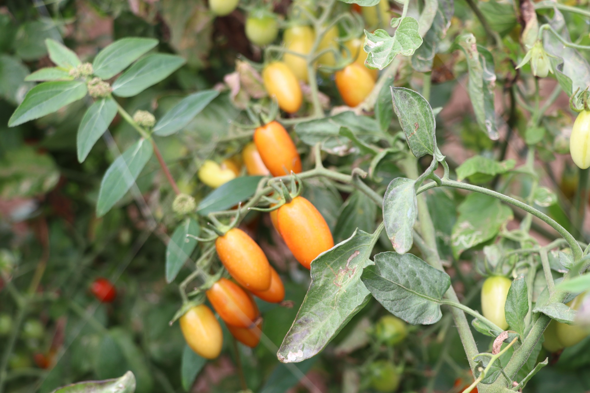 title - กพก. ลงพื้นที่แปลงใหญ่ผัก ต.หนองย่างทอย อ.ศรีเทพ จ.เพชรบูรณ์