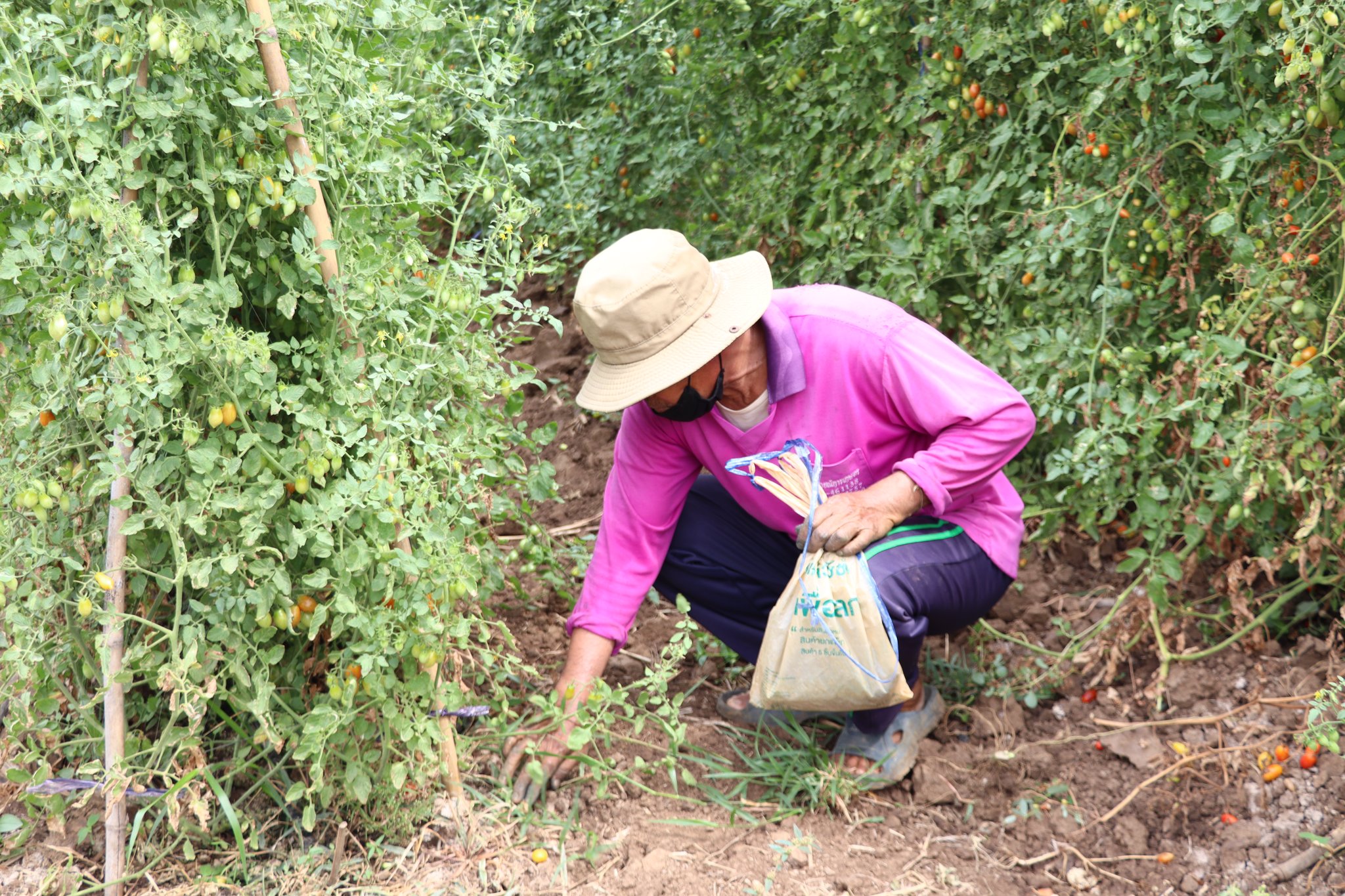 title - กพก. ลงพื้นที่แปลงใหญ่ผัก ต.หนองย่างทอย อ.ศรีเทพ จ.เพชรบูรณ์