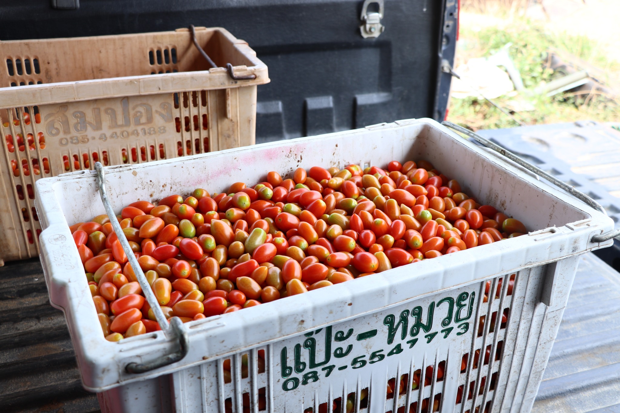 title - กพก. ลงพื้นที่แปลงใหญ่ผัก ต.หนองย่างทอย อ.ศรีเทพ จ.เพชรบูรณ์