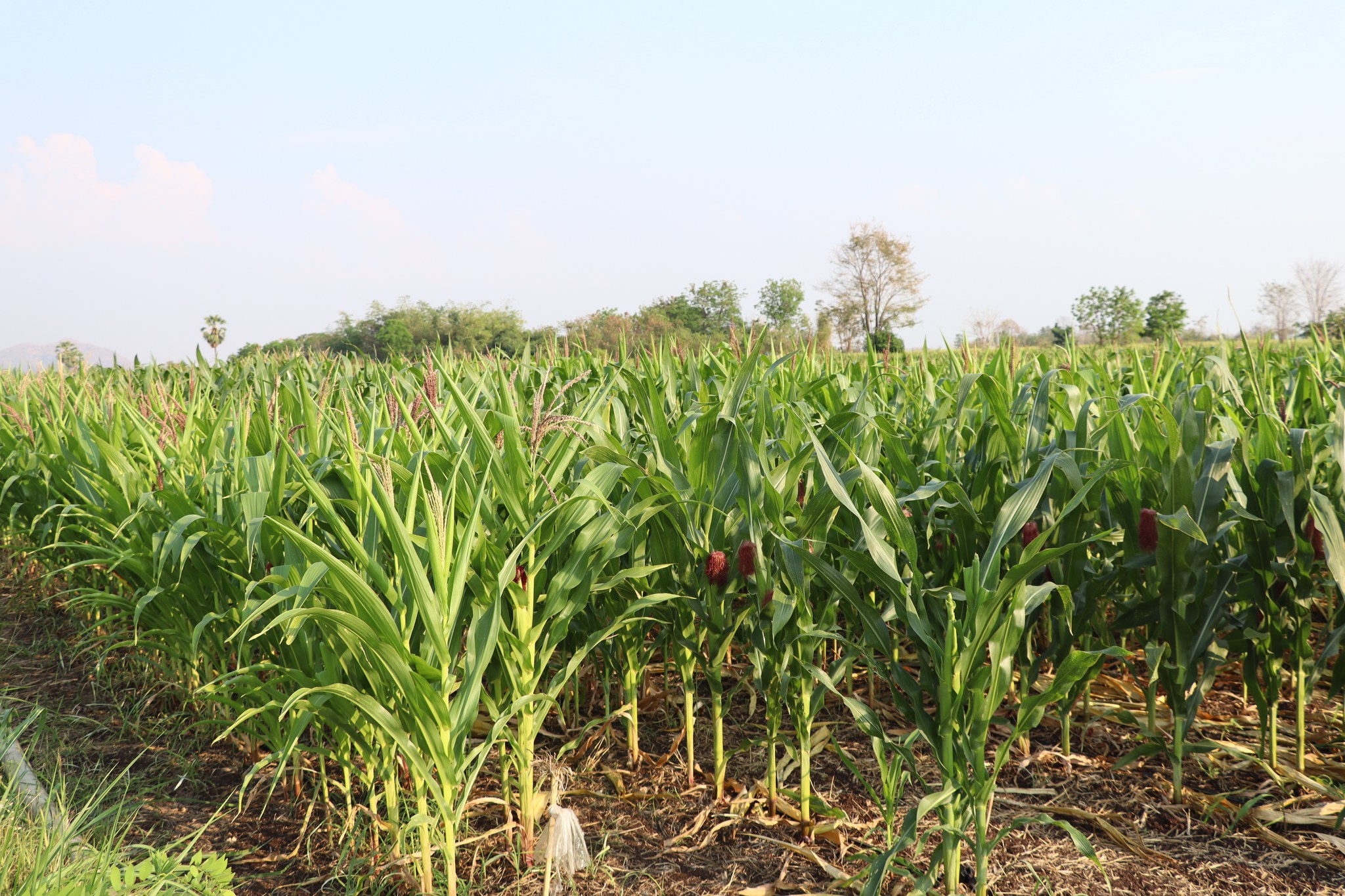 title - กพก. ลงพื้นที่ข้าวโพดเลี้ยงสัตว์ ต.เกาะรัง อ.ชัยบาดาล จ.ลพบุรี