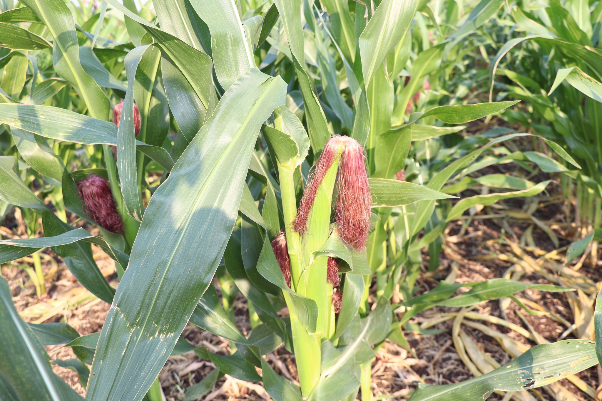 title - กพก. ลงพื้นที่ข้าวโพดเลี้ยงสัตว์ ต.เกาะรัง อ.ชัยบาดาล จ.ลพบุรี