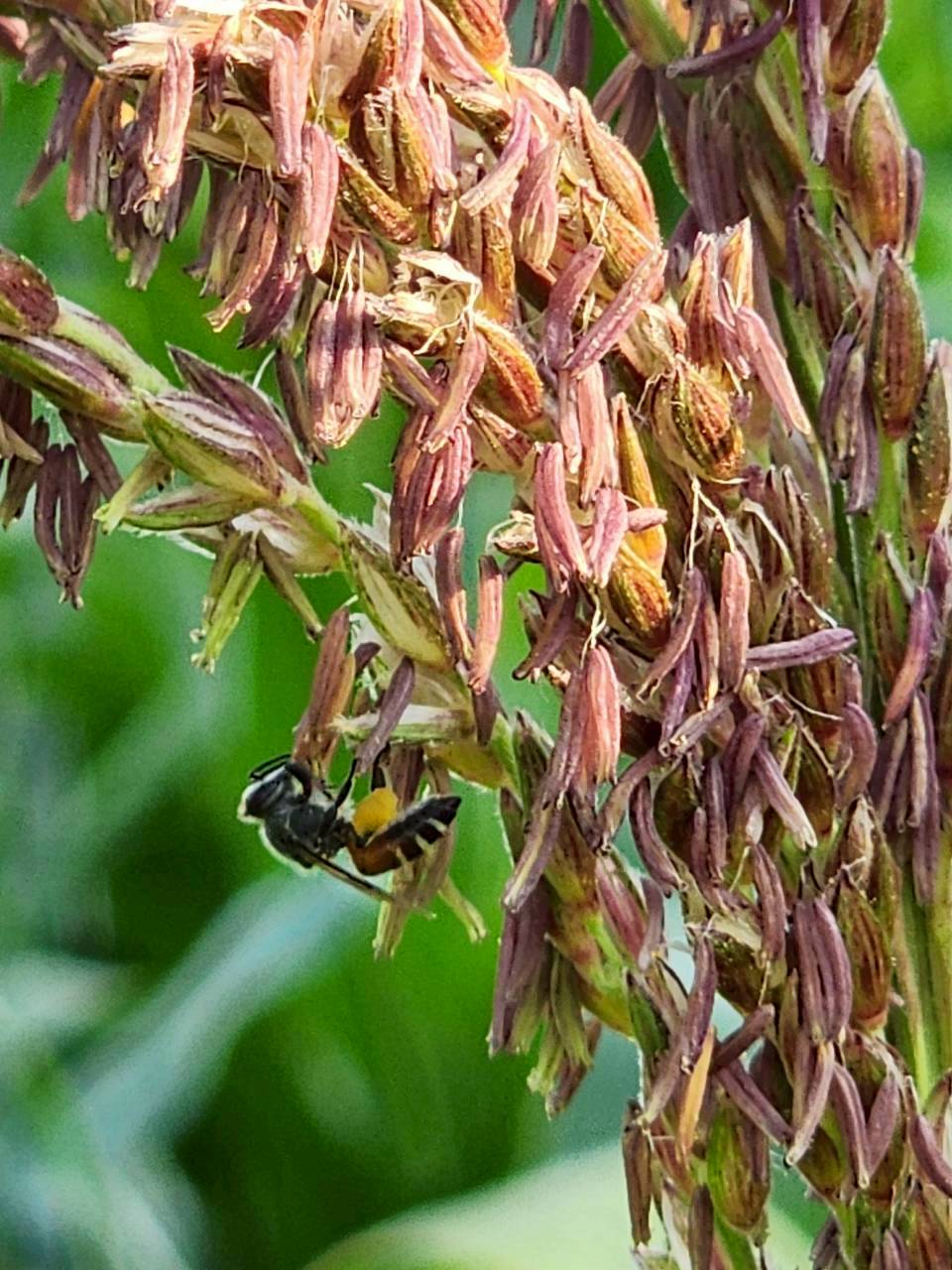 title - กพก. ลงพื้นที่ข้าวโพดเลี้ยงสัตว์ ต.เกาะรัง อ.ชัยบาดาล จ.ลพบุรี