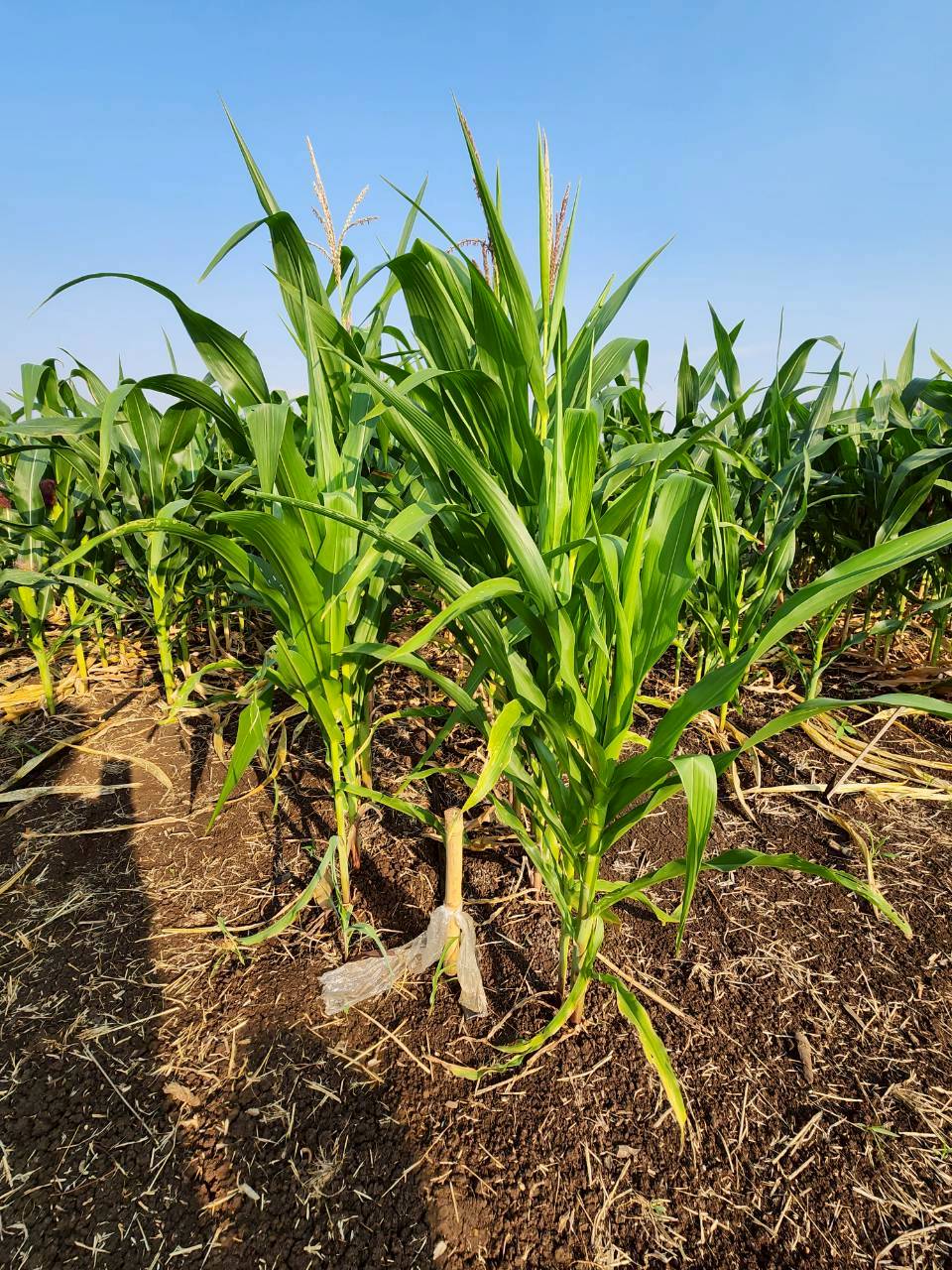 title - กพก. ลงพื้นที่ข้าวโพดเลี้ยงสัตว์ ต.เกาะรัง อ.ชัยบาดาล จ.ลพบุรี