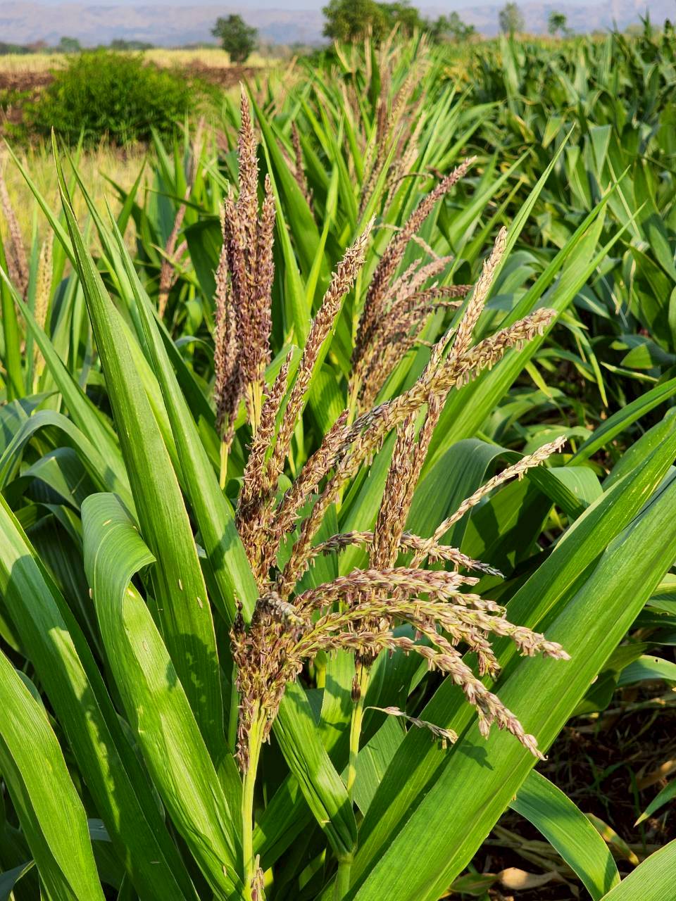 title - กพก. ลงพื้นที่ข้าวโพดเลี้ยงสัตว์ ต.เกาะรัง อ.ชัยบาดาล จ.ลพบุรี