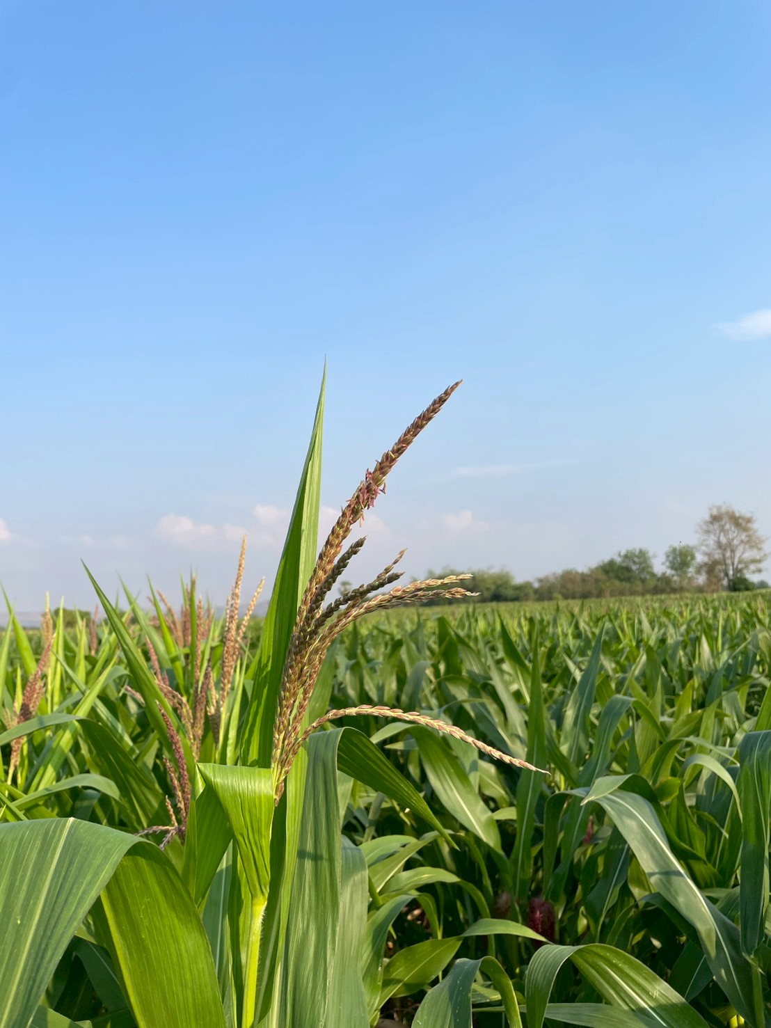 title - กพก. ลงพื้นที่ข้าวโพดเลี้ยงสัตว์ ต.เกาะรัง อ.ชัยบาดาล จ.ลพบุรี