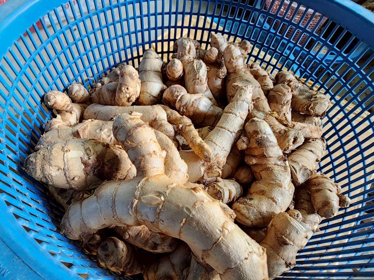 title - กพก. ลงพื้นที่แปลงใหญ่สมุนไพร ตำบลต้นยวน อำเภอพนม จังหวัดสุราษฎร์ธานี