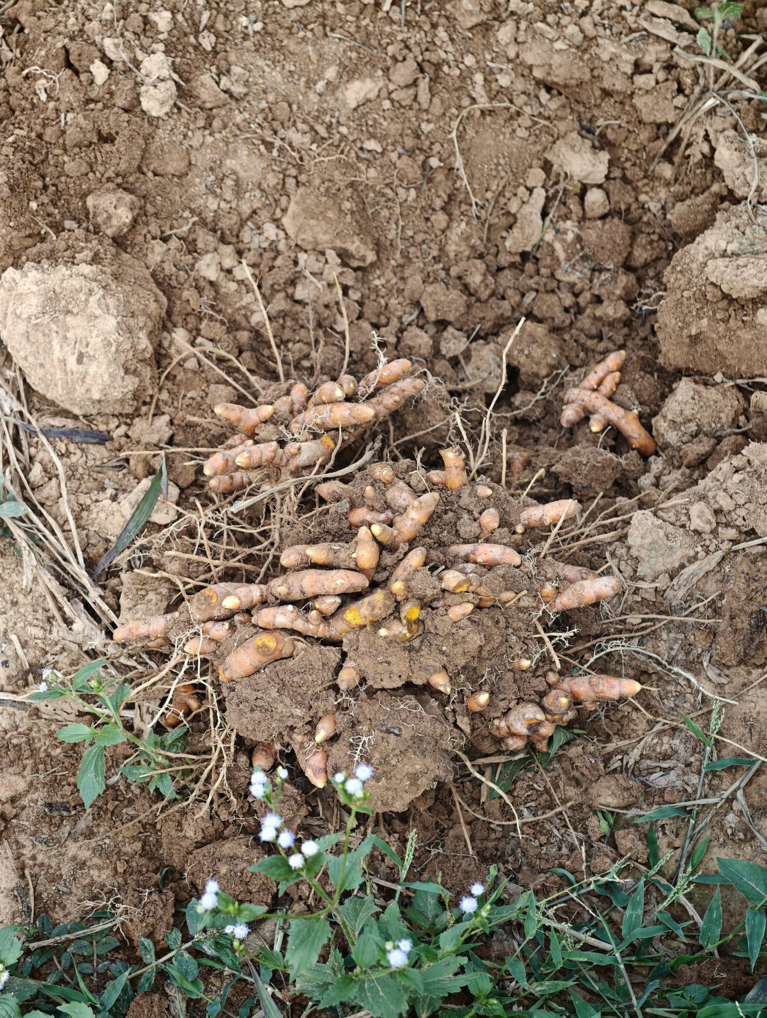 title - กพก. ลงพื้นที่แปลงใหญ่สมุนไพร ตำบลต้นยวน อำเภอพนม จังหวัดสุราษฎร์ธานี