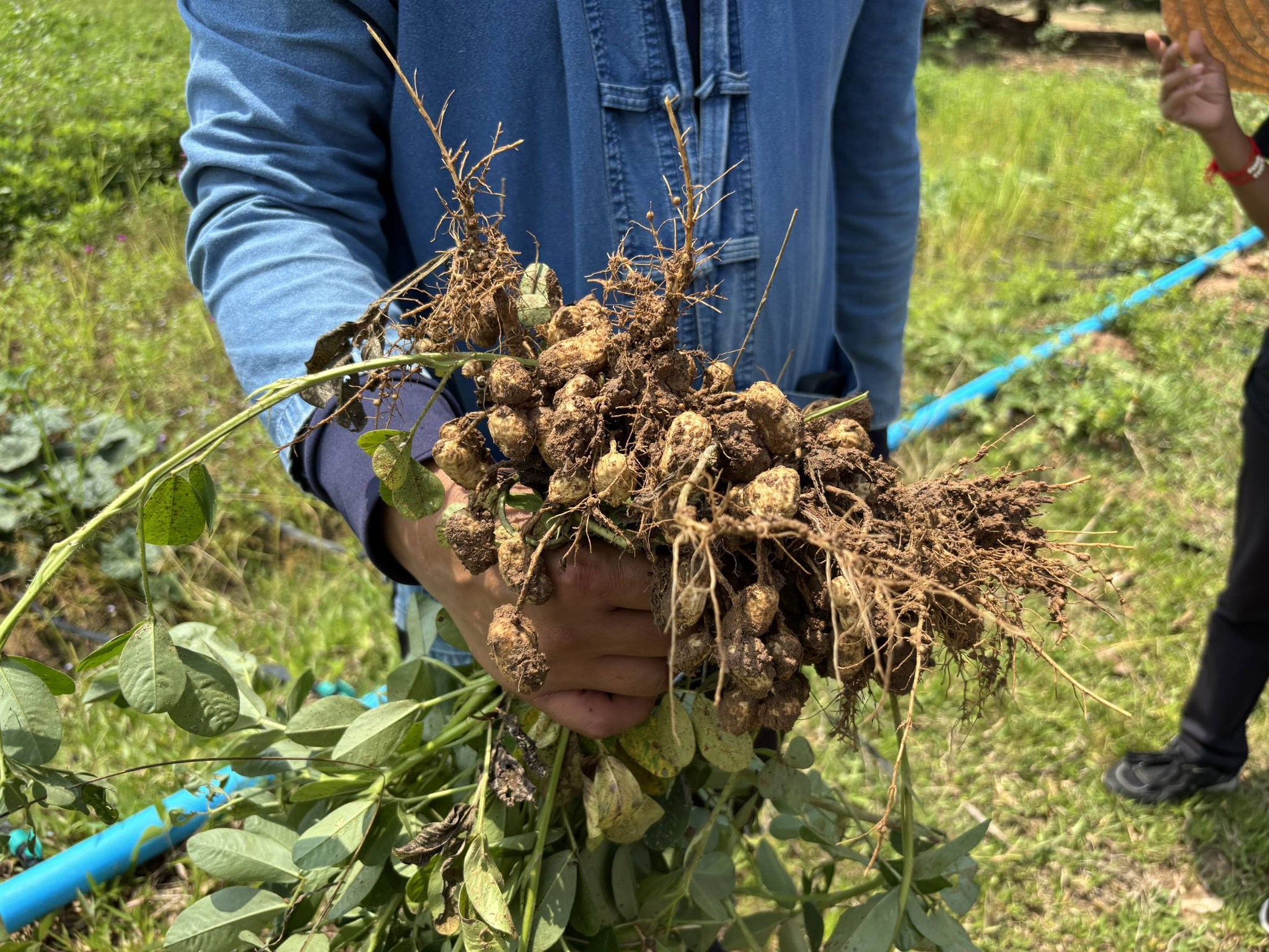 title - กพม. ติดตามผลการดำเนินงาน SF ต้นแบบ - เกษตรกร JAEC จ.นครราชสีมา