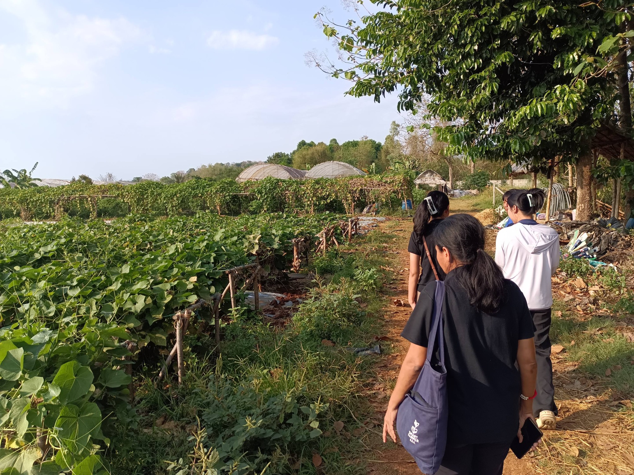 title - กพม. ติดตามผลการดำเนินงาน SF ต้นแบบ - เกษตรกร JAEC จ.นครราชสีมา