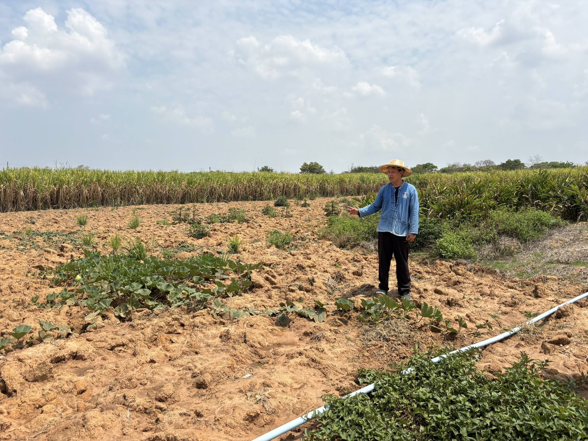 title - กพม. ติดตามผลการดำเนินงาน SF ต้นแบบ - เกษตรกร JAEC จ.นครราชสีมา