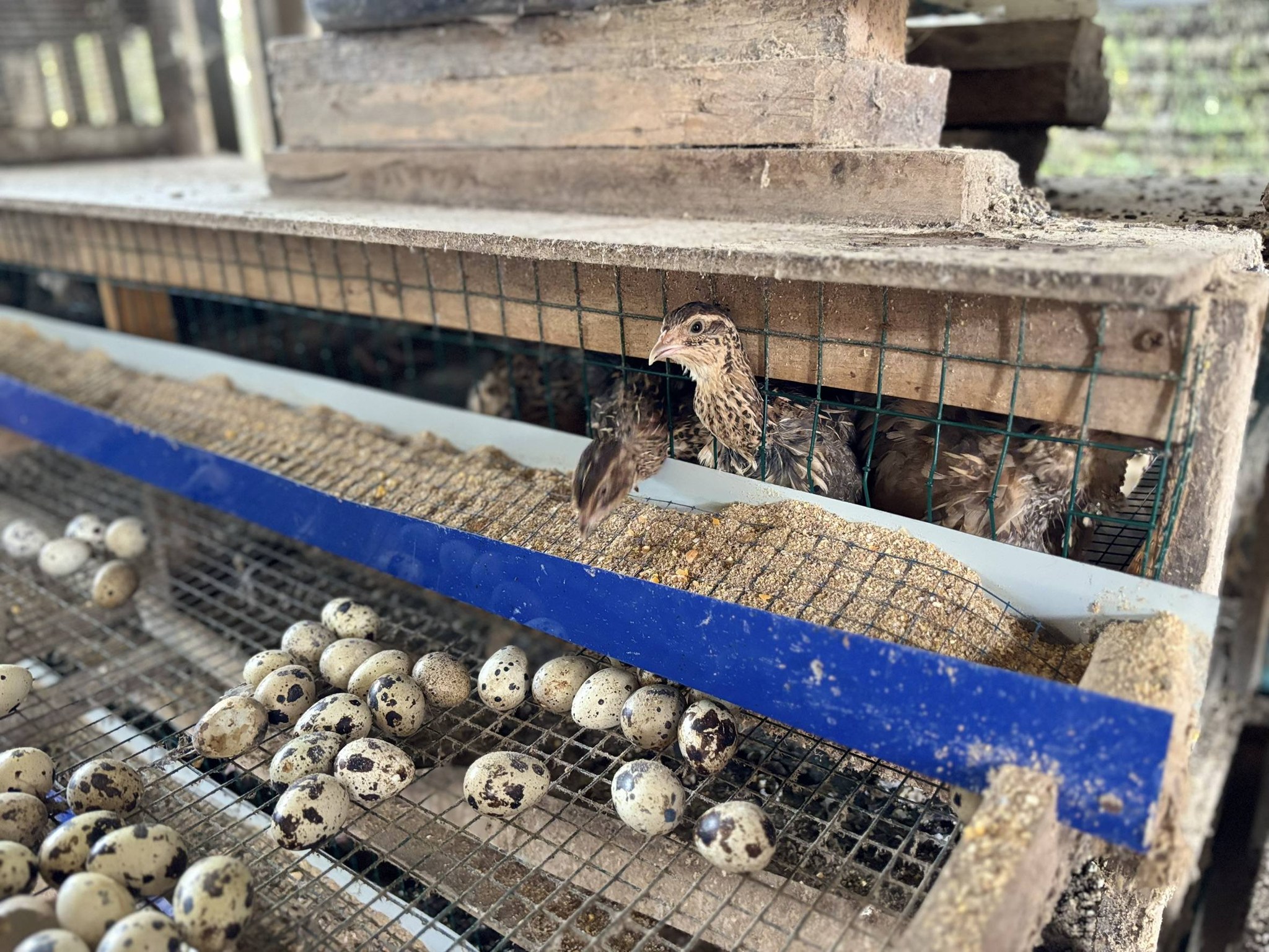 title - กพม. ติดตามผลการดำเนินงาน SF ต้นแบบ - เกษตรกร JAEC จ.นครราชสีมา