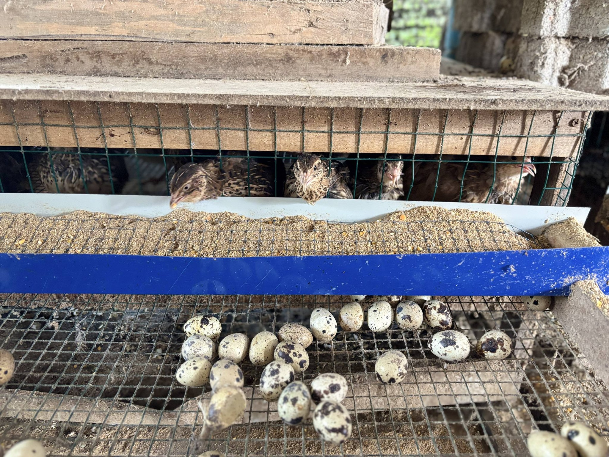 title - กพม. ติดตามผลการดำเนินงาน SF ต้นแบบ - เกษตรกร JAEC จ.นครราชสีมา