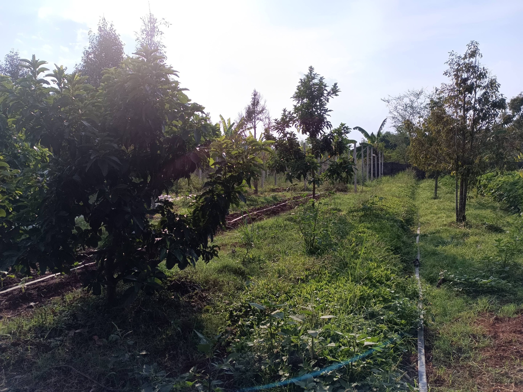 title - กพม. ติดตามผลการดำเนินงาน SF ต้นแบบ - เกษตรกร JAEC จ.นครราชสีมา