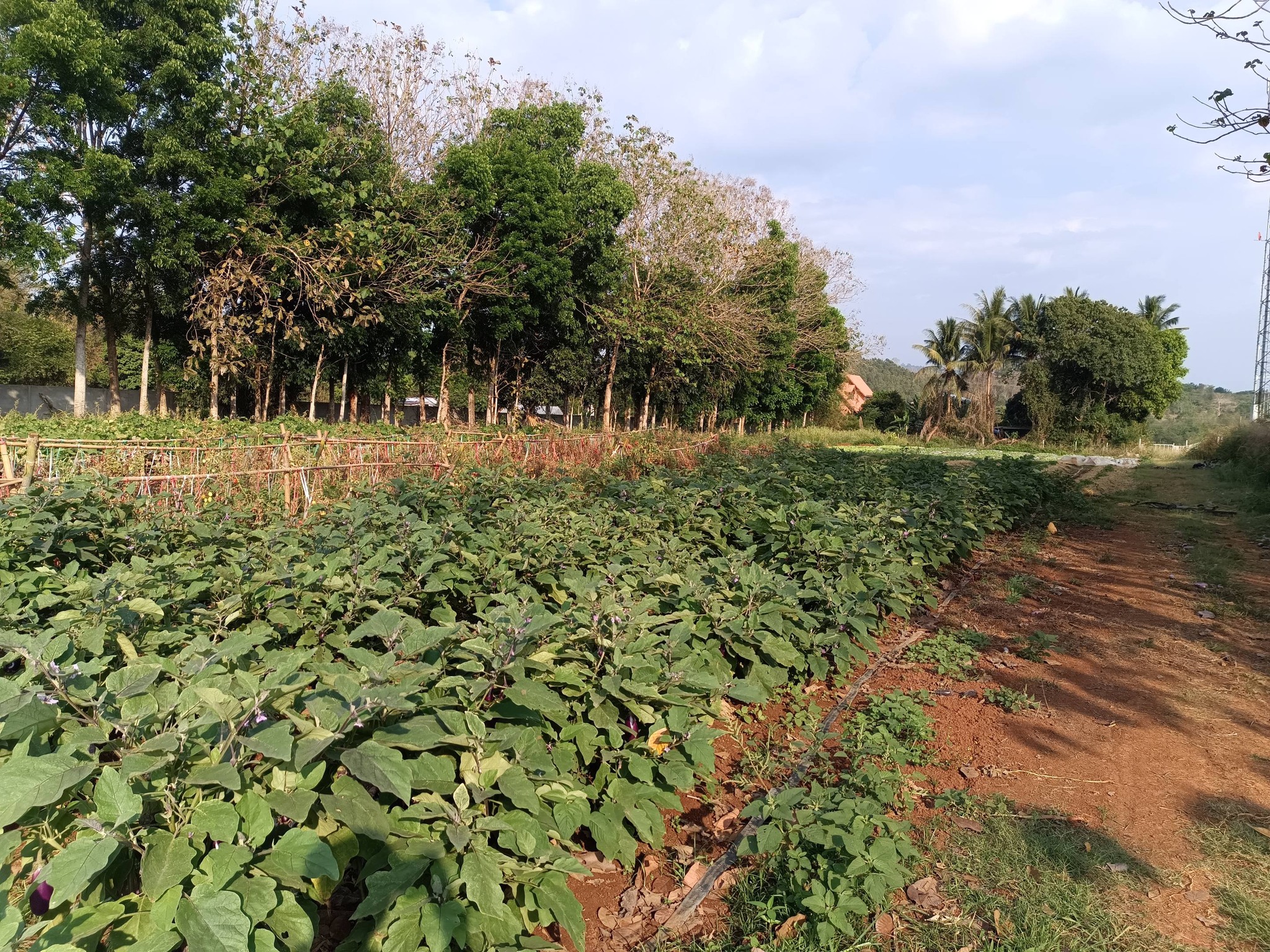 title - กพม. ติดตามผลการดำเนินงาน SF ต้นแบบ - เกษตรกร JAEC จ.นครราชสีมา