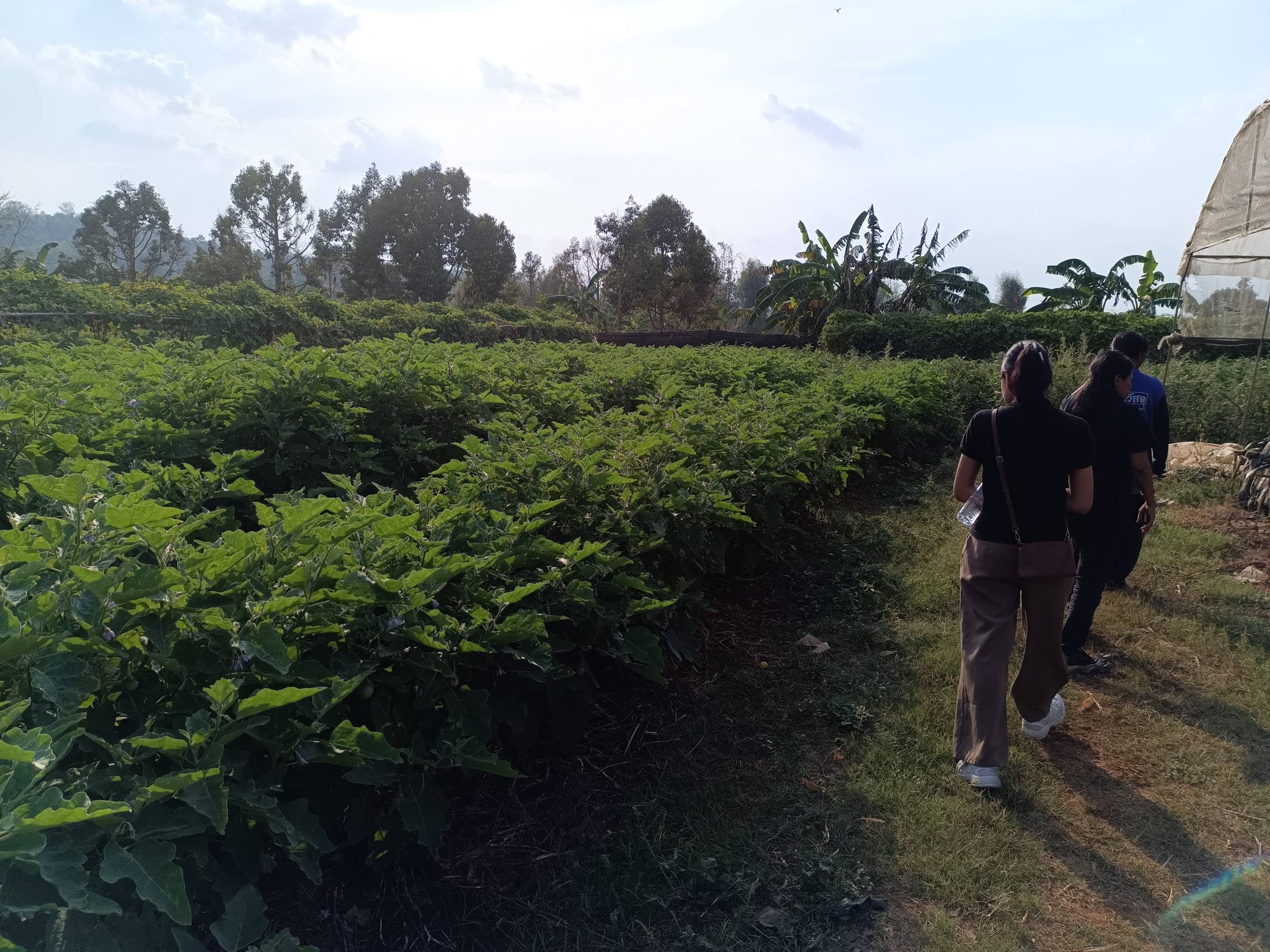 title - กพม. ติดตามผลการดำเนินงาน SF ต้นแบบ - เกษตรกร JAEC จ.นครราชสีมา