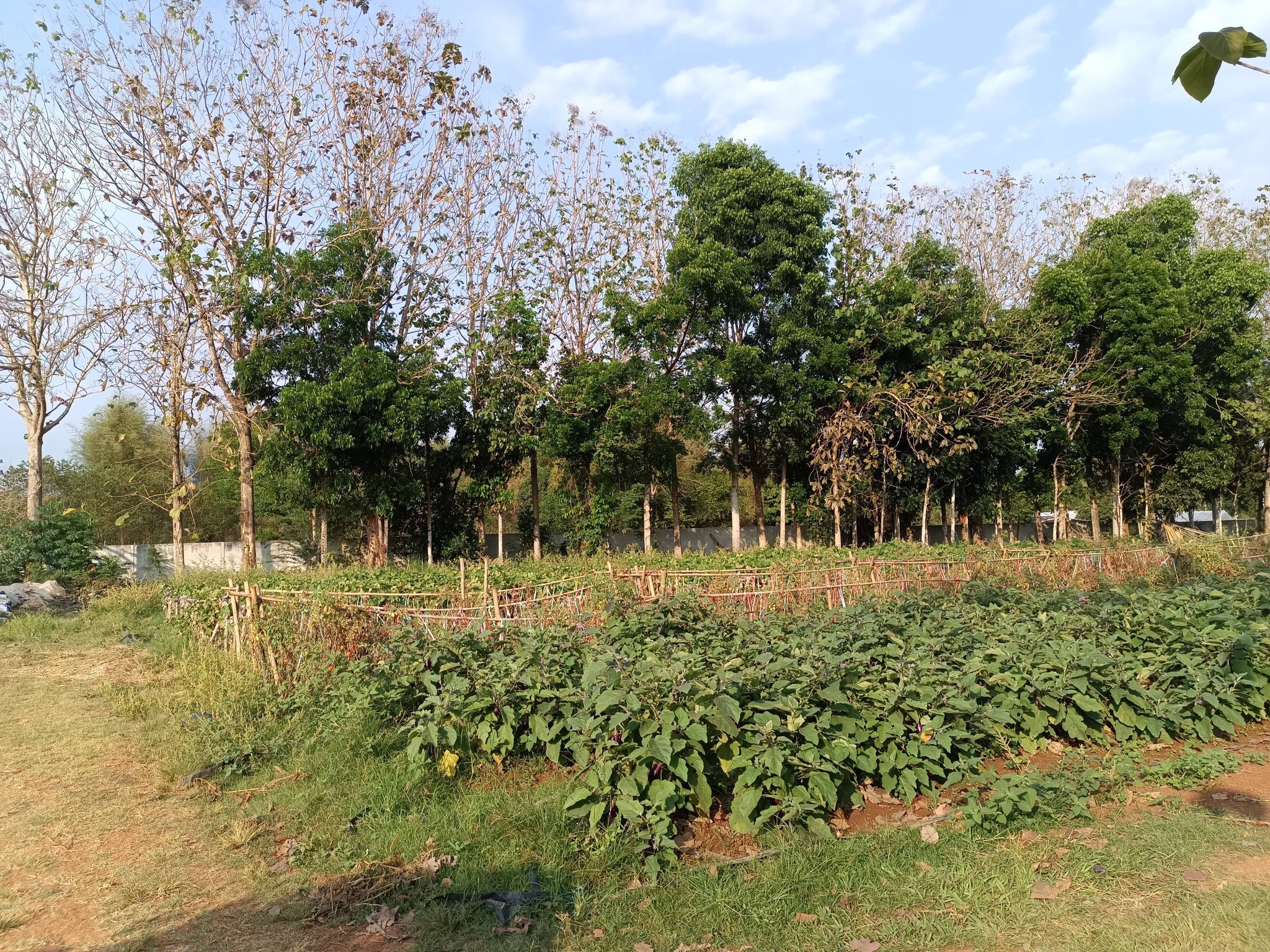 title - กพม. ติดตามผลการดำเนินงาน SF ต้นแบบ - เกษตรกร JAEC จ.นครราชสีมา