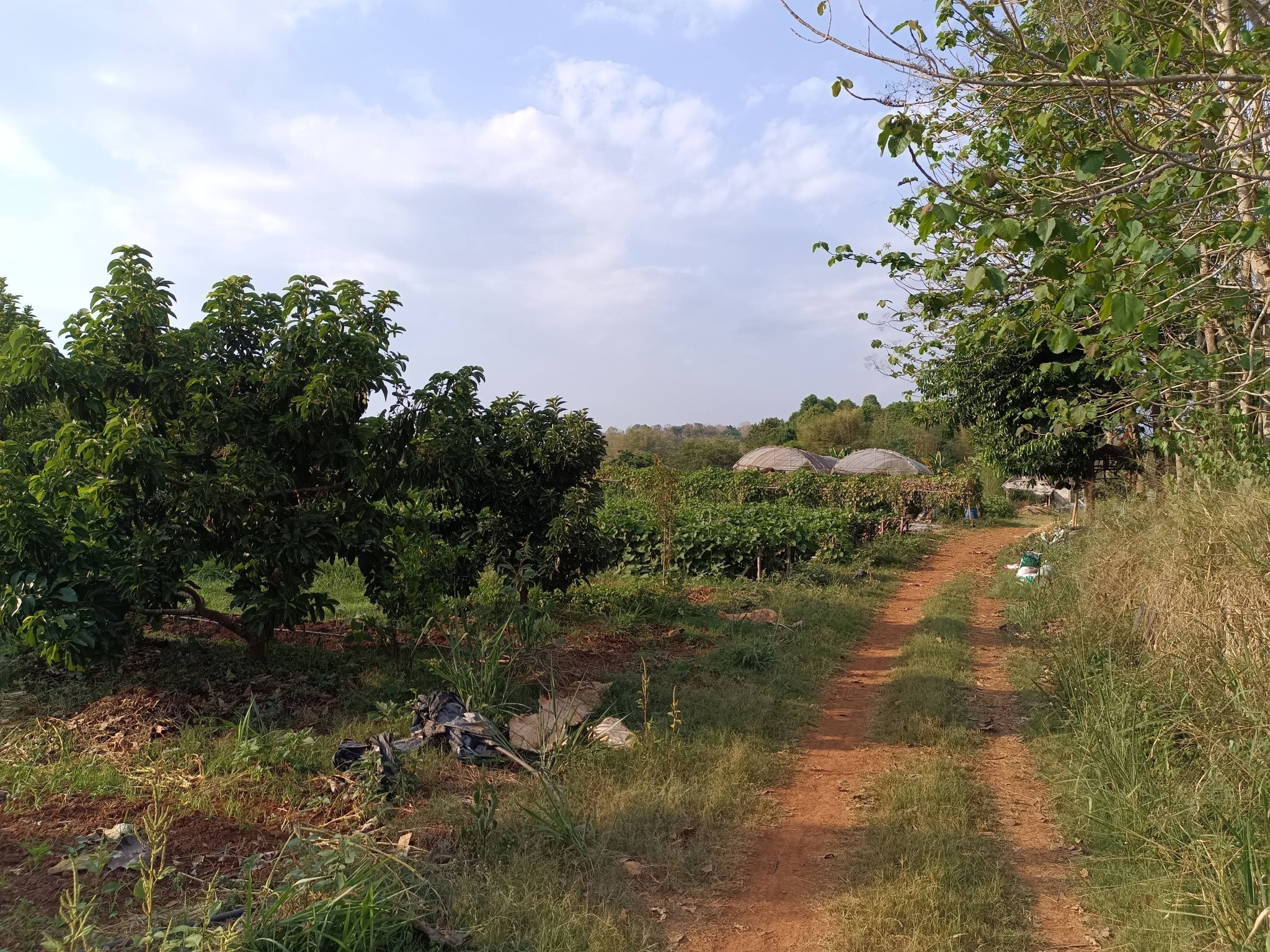 title - กพม. ติดตามผลการดำเนินงาน SF ต้นแบบ - เกษตรกร JAEC จ.นครราชสีมา