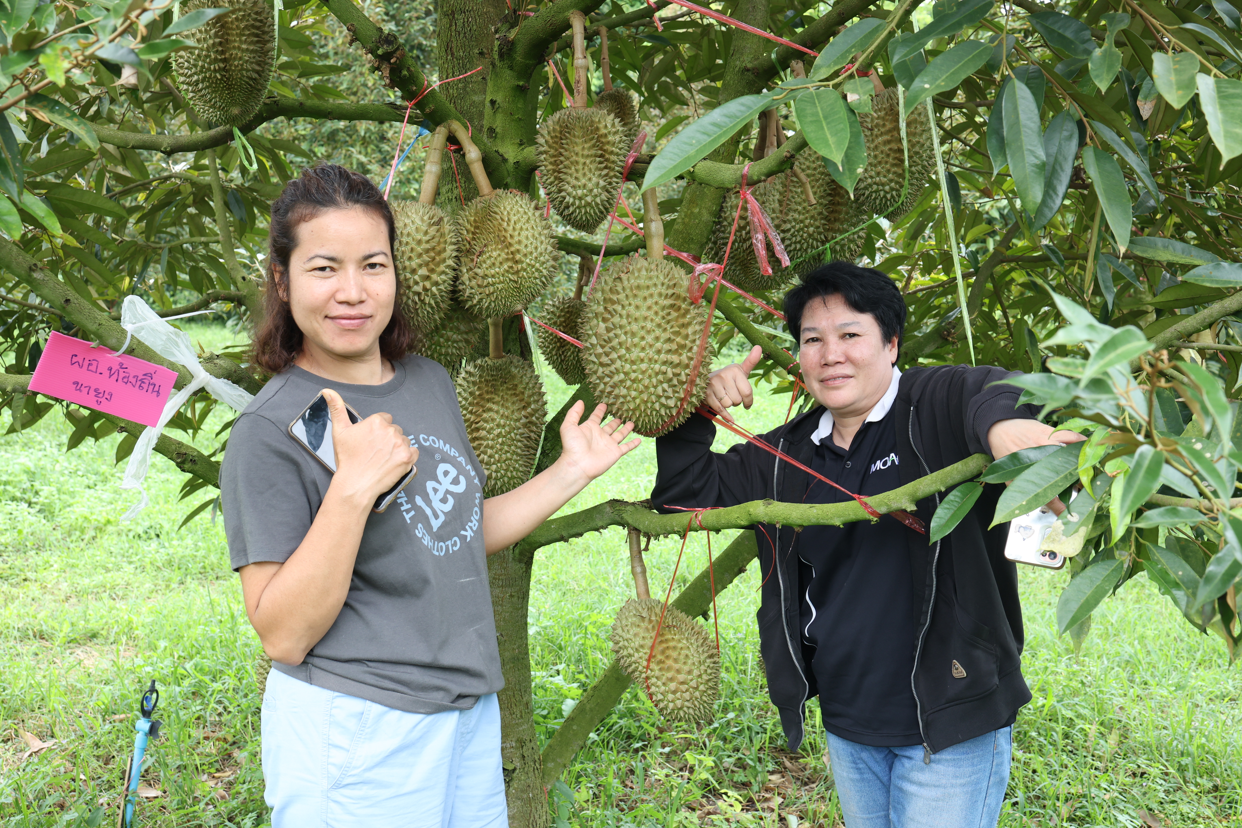 กพม. ตามต่อ Smart Farmer ต้นแบบอุดรธานี ของดีทุเรียนคุณภาพ