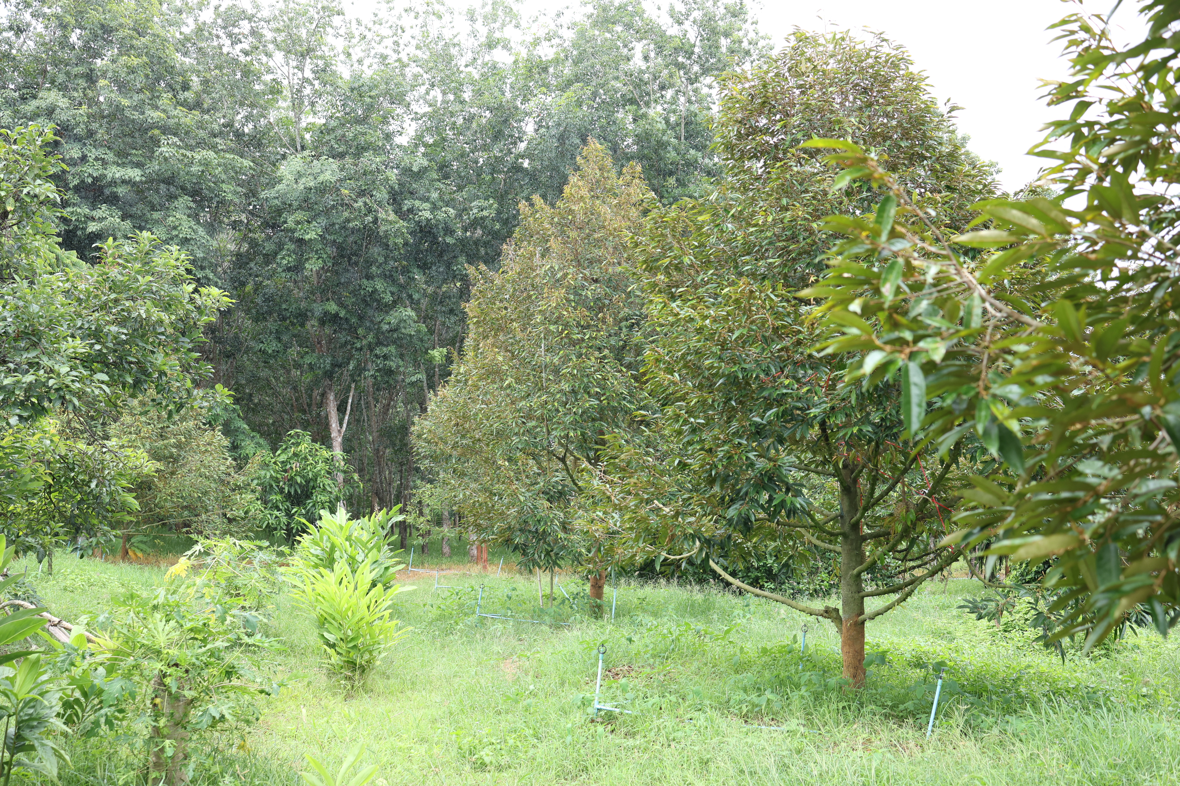 title - กพม. ตามต่อ Smart Farmer ต้นแบบอุดรธานี ของดีทุเรียนคุณภาพ