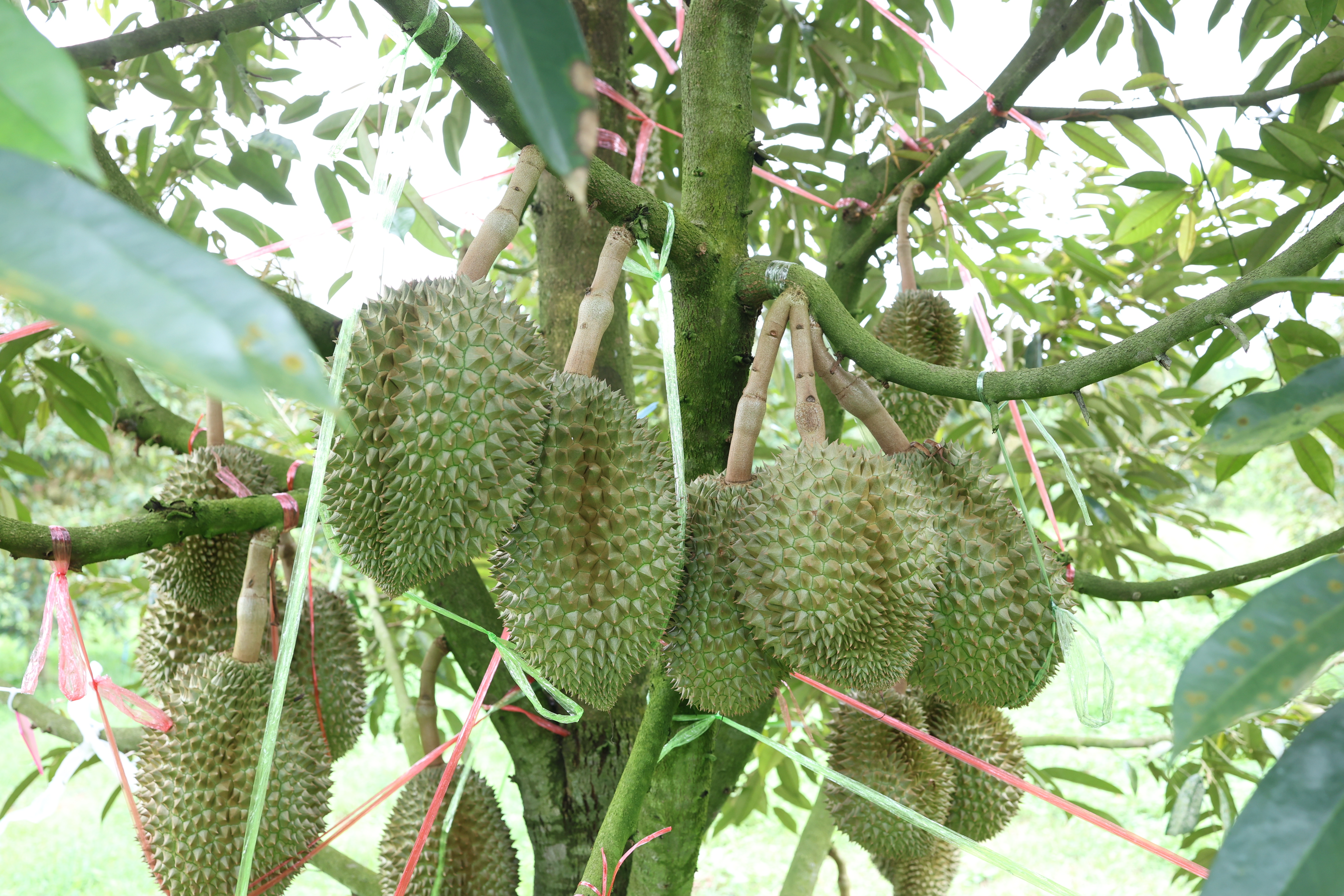 title - กพม. ตามต่อ Smart Farmer ต้นแบบอุดรธานี ของดีทุเรียนคุณภาพ