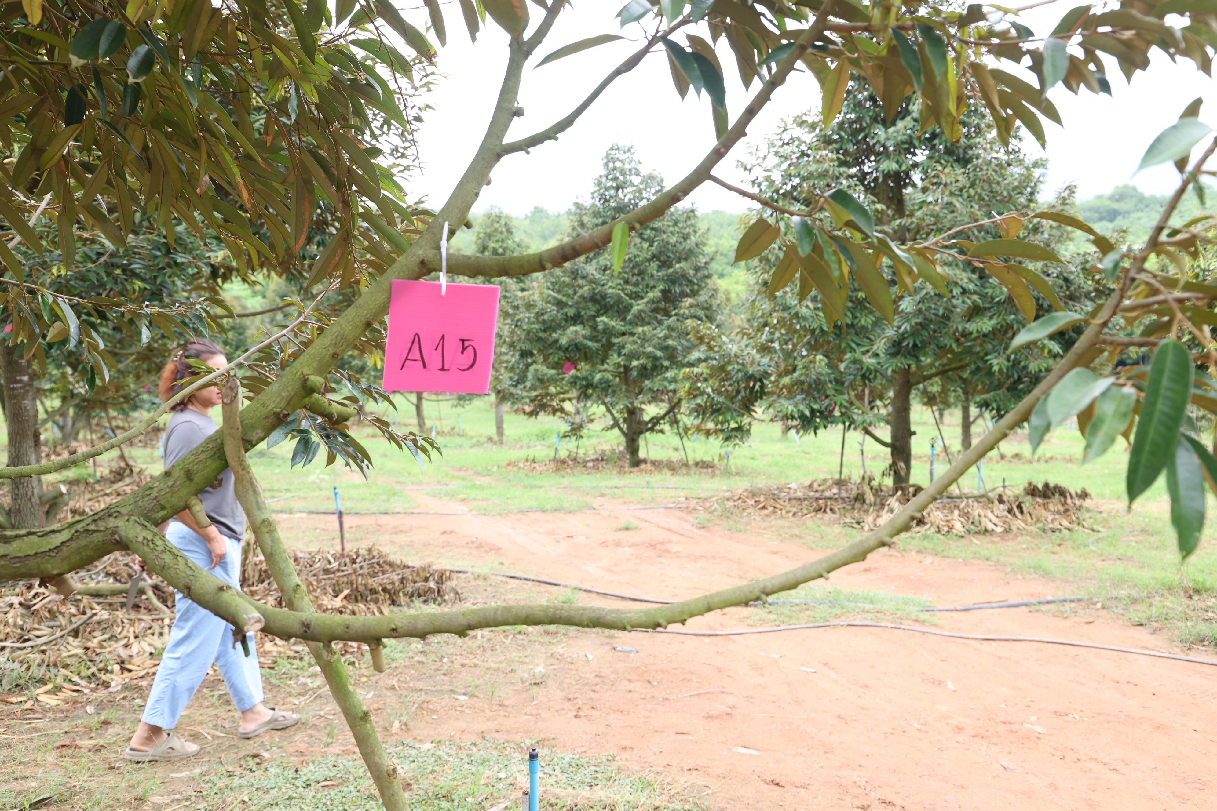 title - กพม. ตามต่อ Smart Farmer ต้นแบบอุดรธานี ของดีทุเรียนคุณภาพ