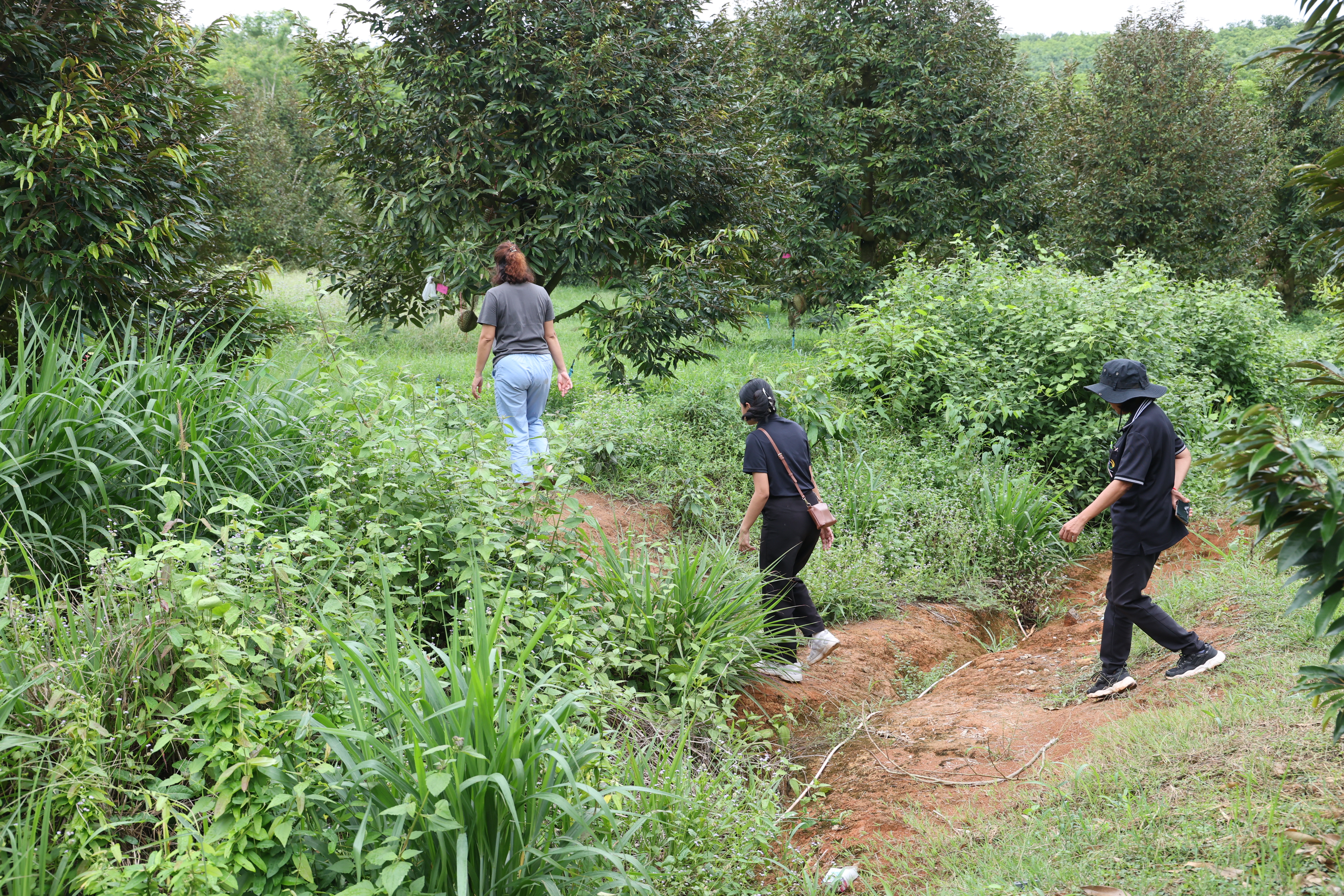 title - กพม. ตามต่อ Smart Farmer ต้นแบบอุดรธานี ของดีทุเรียนคุณภาพ