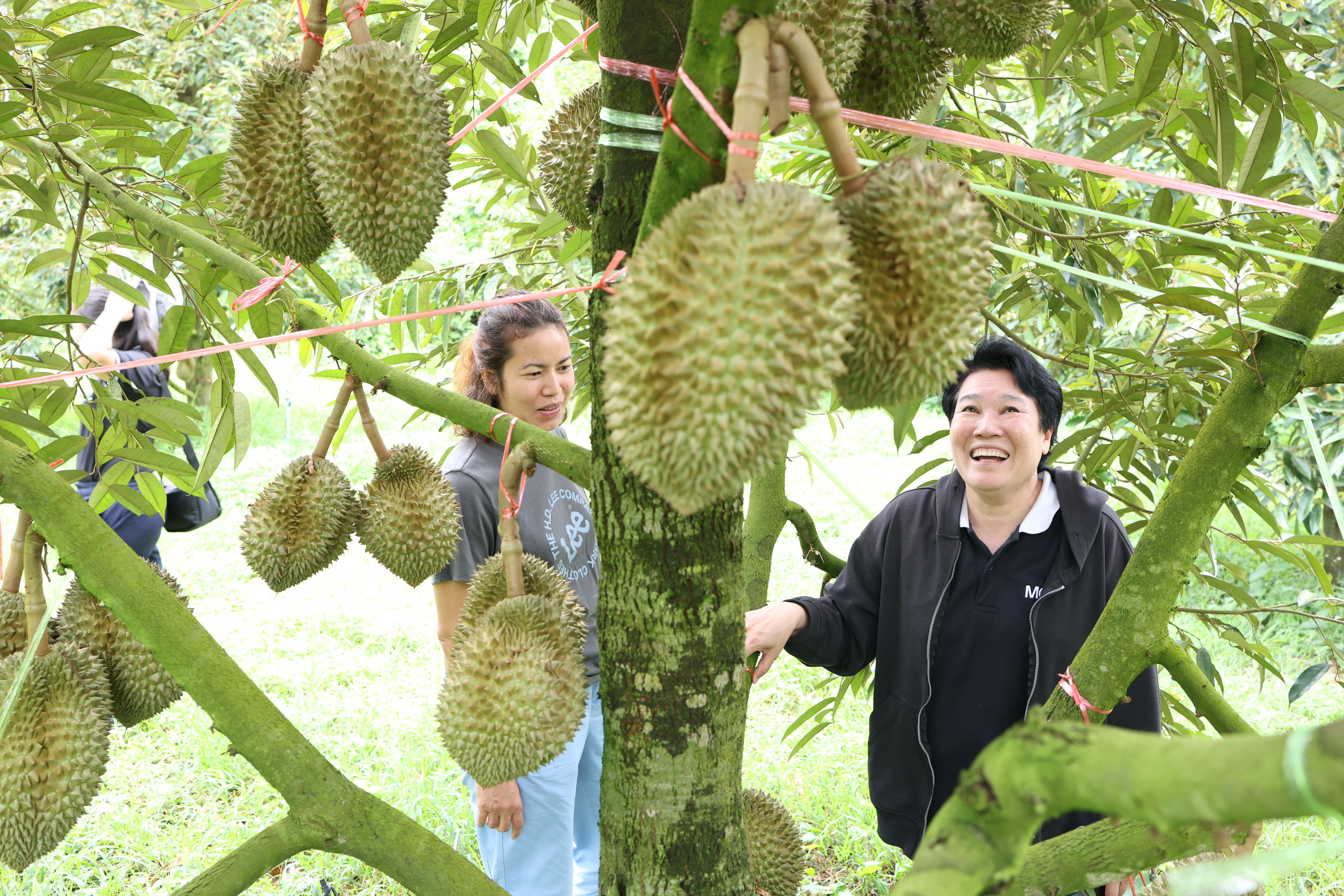 title - กพม. ตามต่อ Smart Farmer ต้นแบบอุดรธานี ของดีทุเรียนคุณภาพ