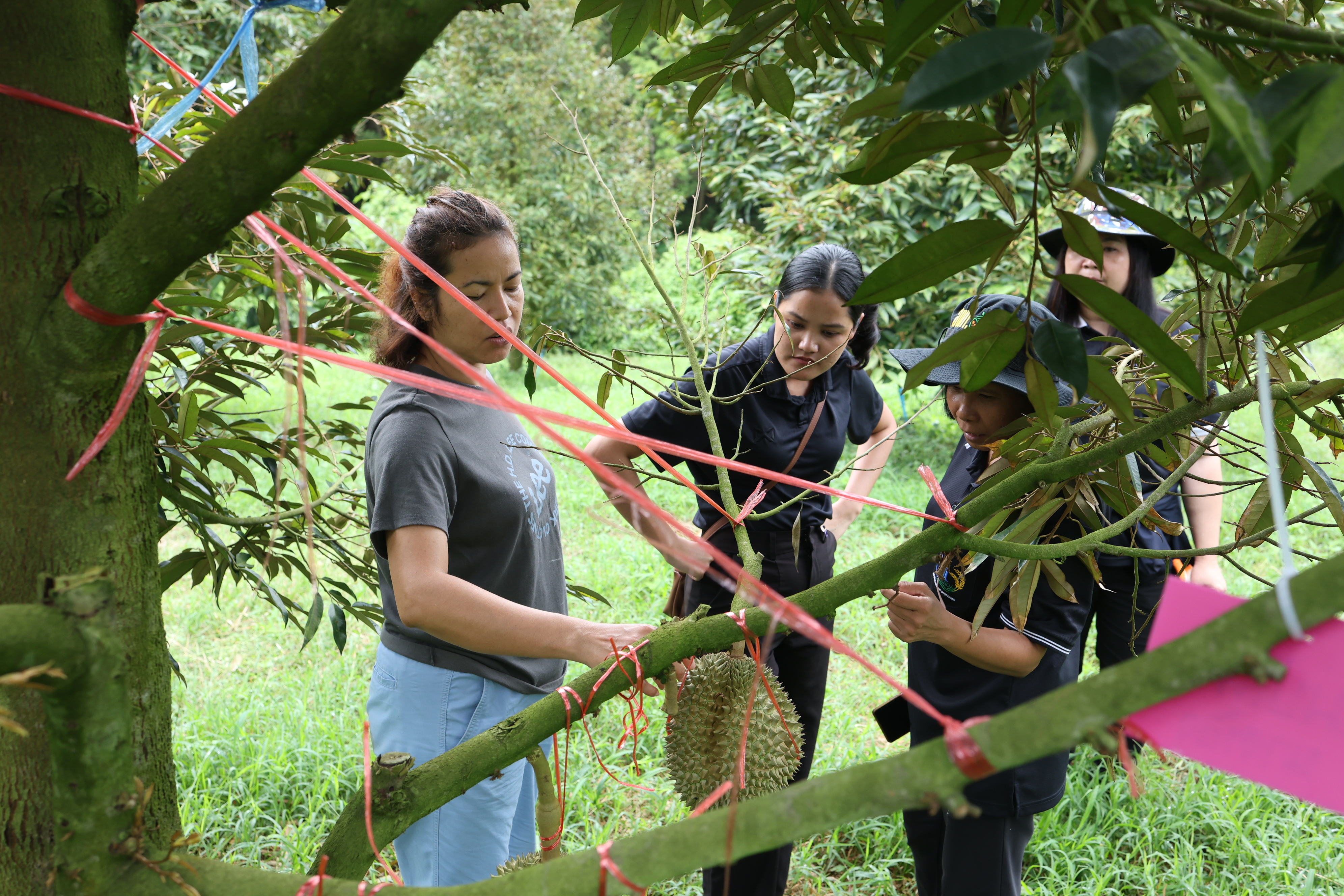 title - กพม. ตามต่อ Smart Farmer ต้นแบบอุดรธานี ของดีทุเรียนคุณภาพ