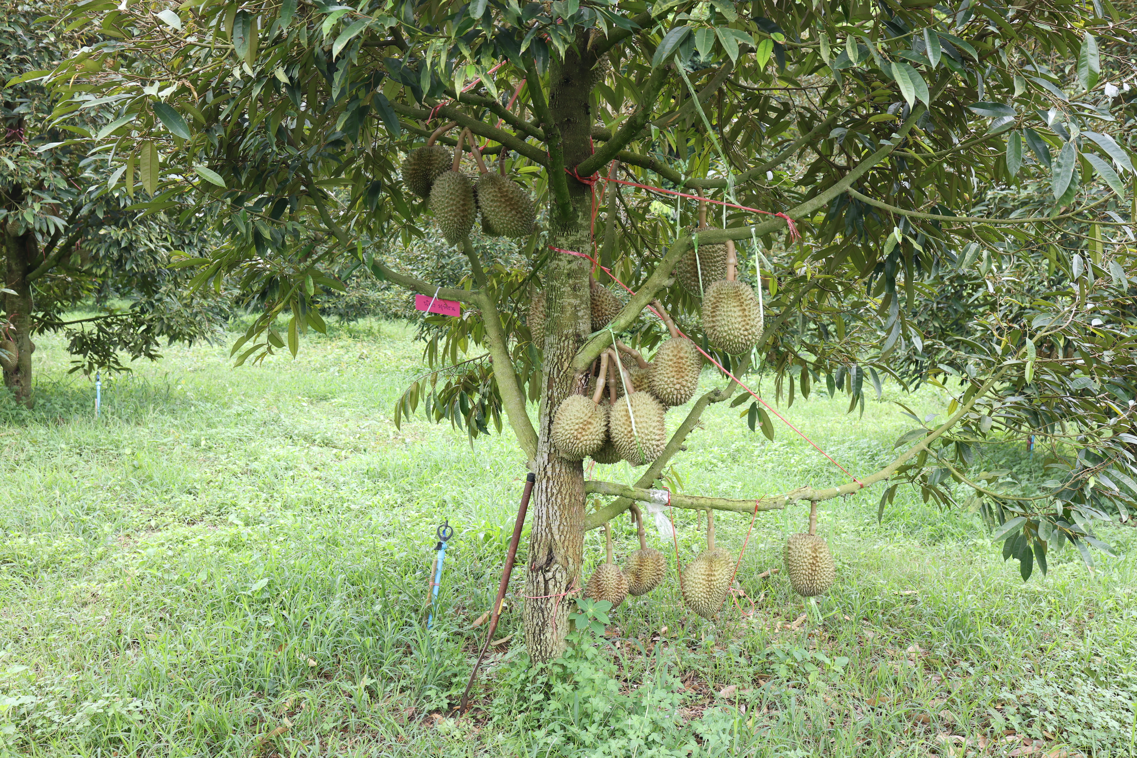 title - กพม. ตามต่อ Smart Farmer ต้นแบบอุดรธานี ของดีทุเรียนคุณภาพ