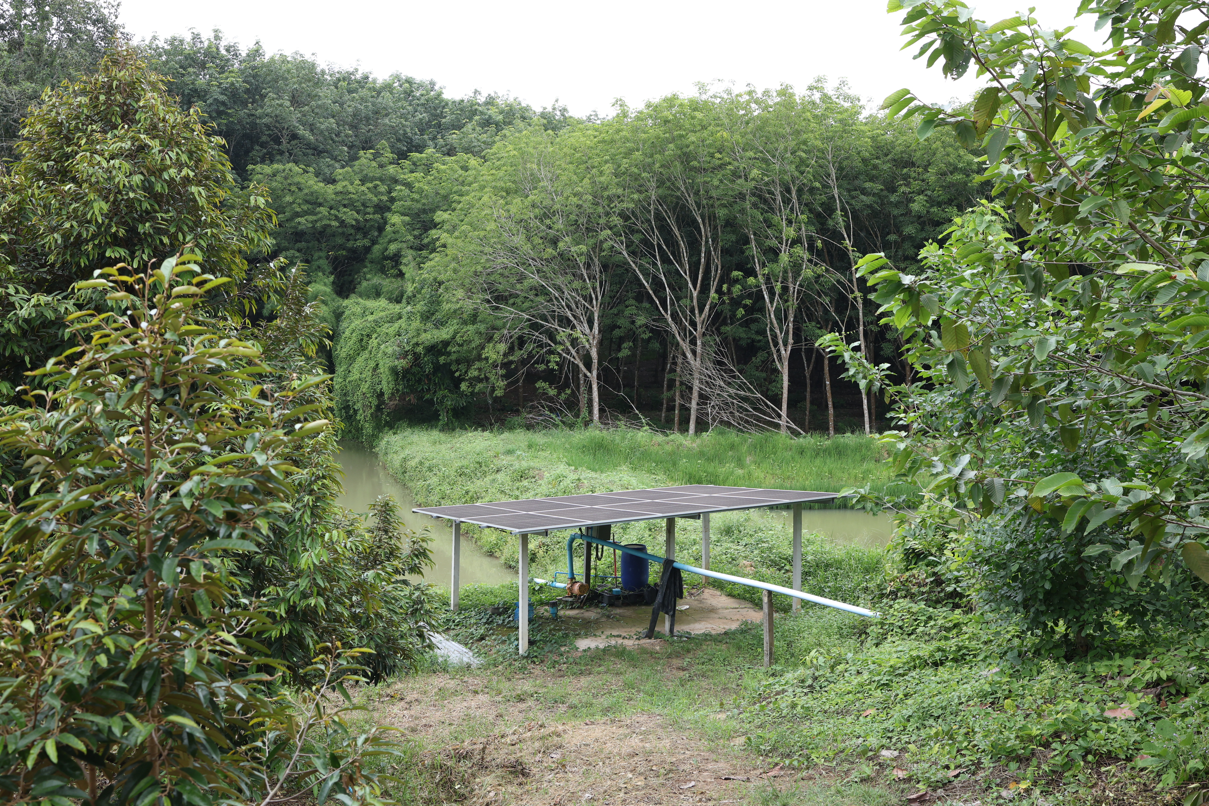title - กพม. ตามต่อ Smart Farmer ต้นแบบอุดรธานี ของดีทุเรียนคุณภาพ
