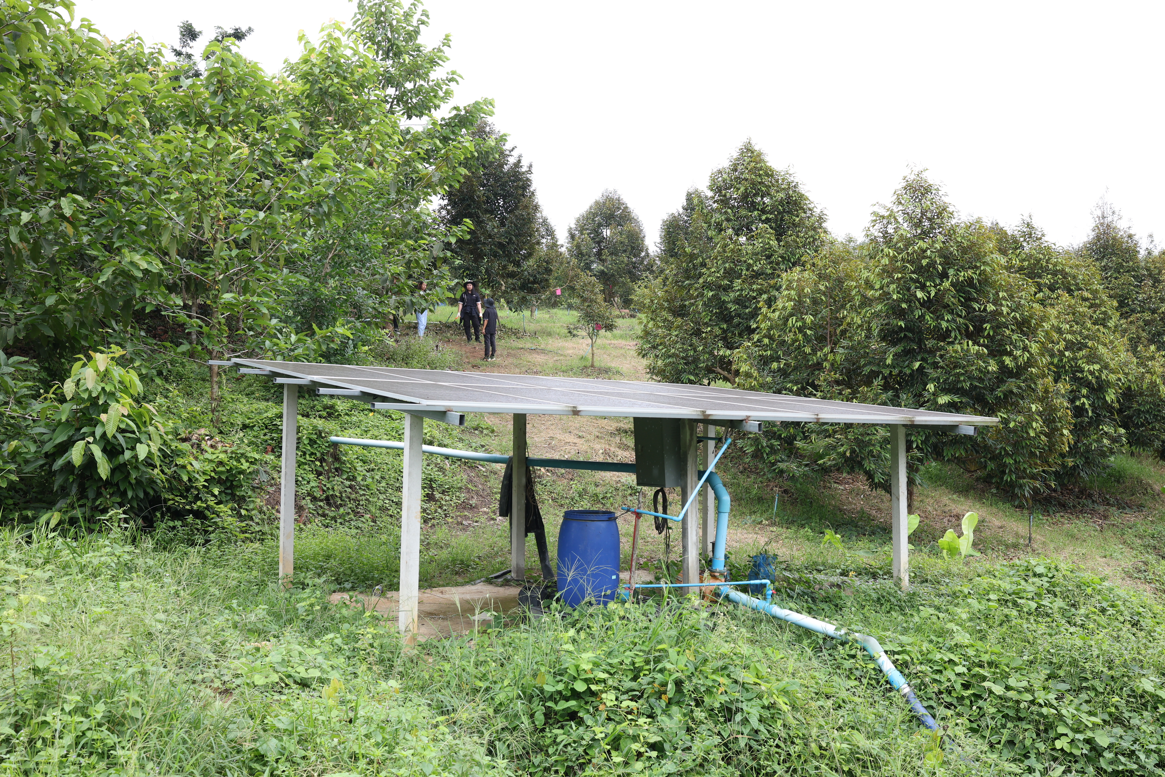 title - กพม. ตามต่อ Smart Farmer ต้นแบบอุดรธานี ของดีทุเรียนคุณภาพ